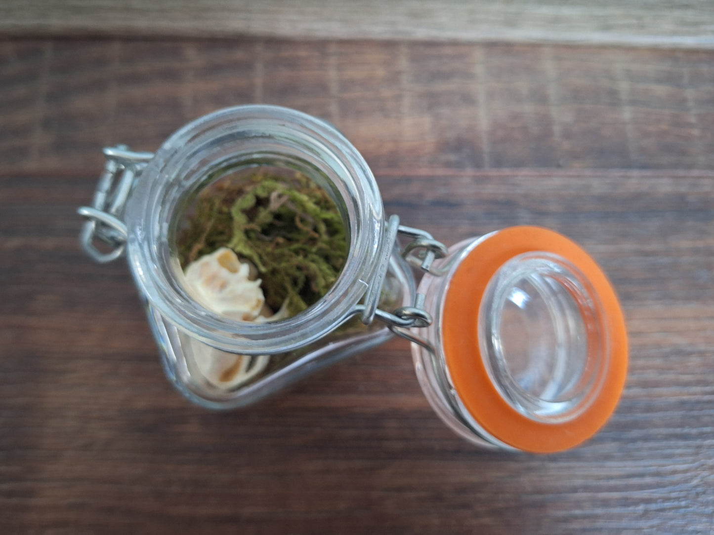 Rat skull in glass jar