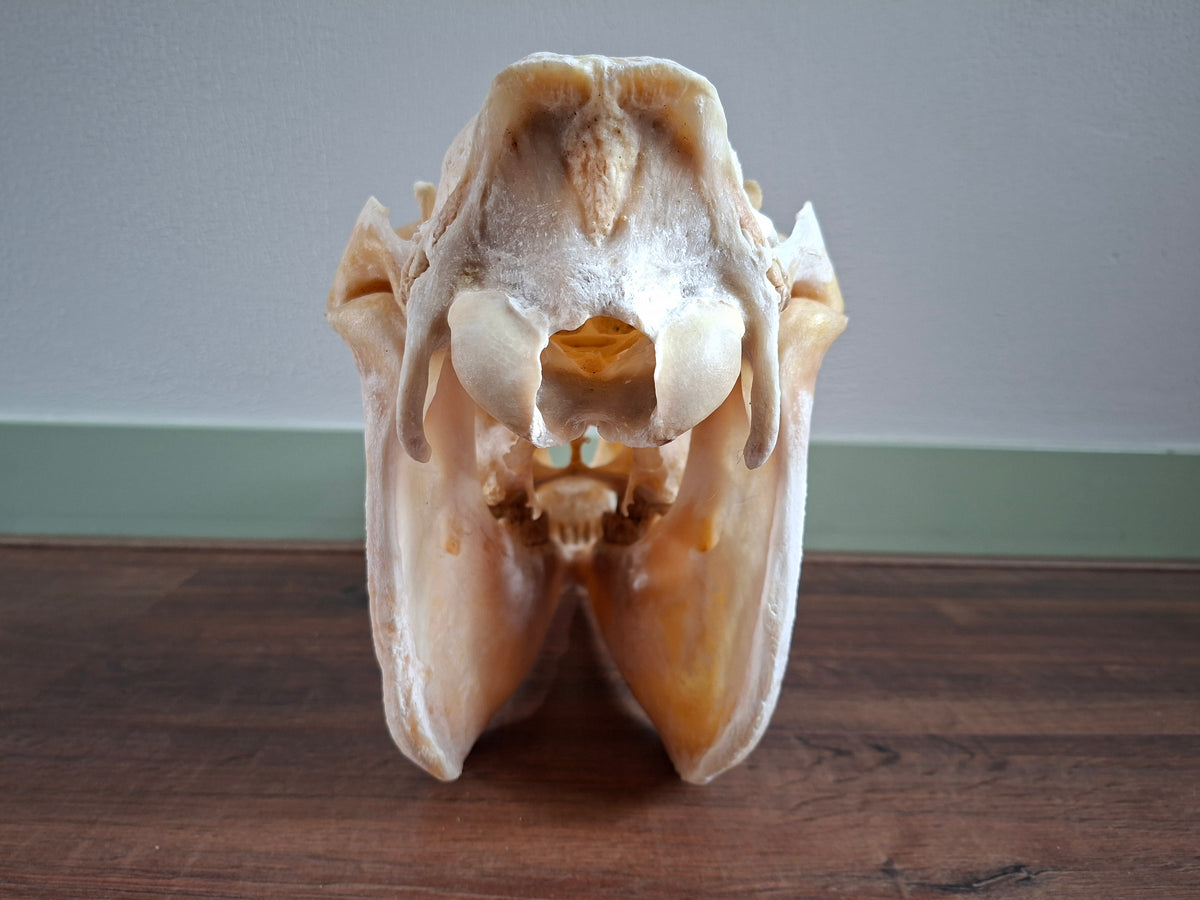 Horse skull