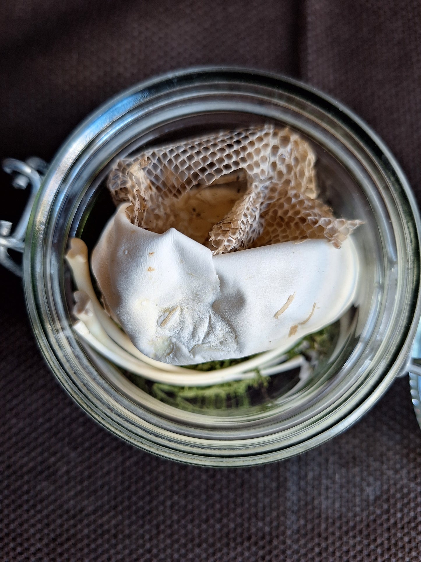Snake set in glass jar