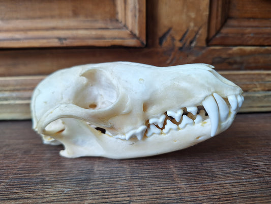 Fox skull #20, B-quality