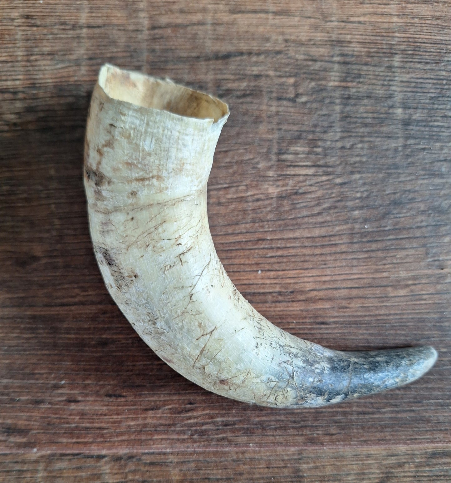 Cow horns