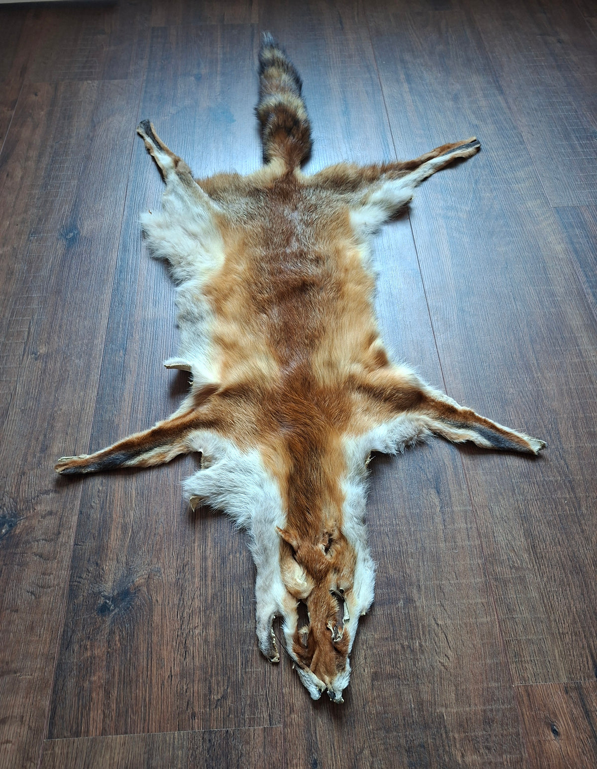 Red fox hide #33, B-quality