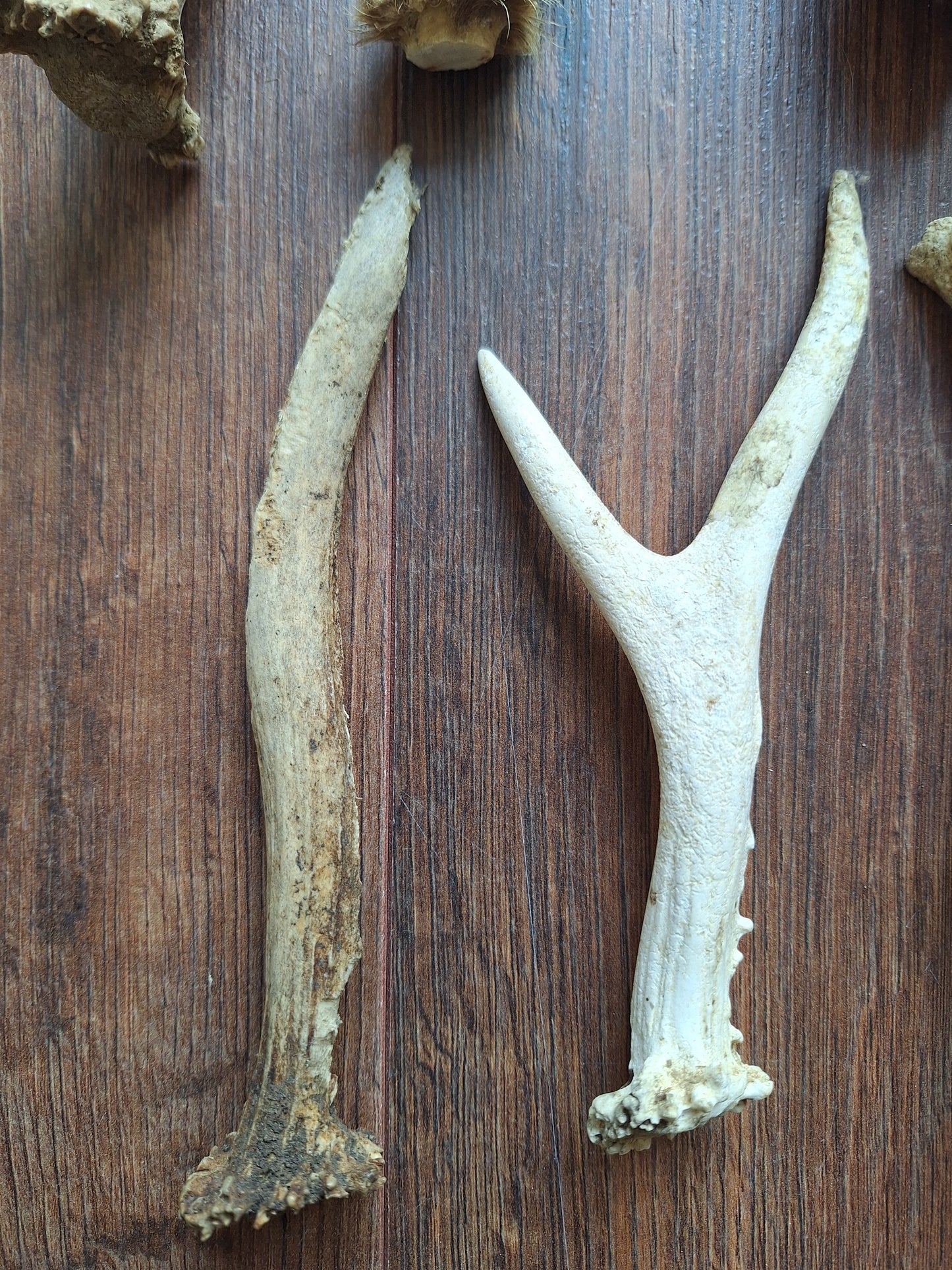 Roe deer antlers, B-quality, set of 11,
