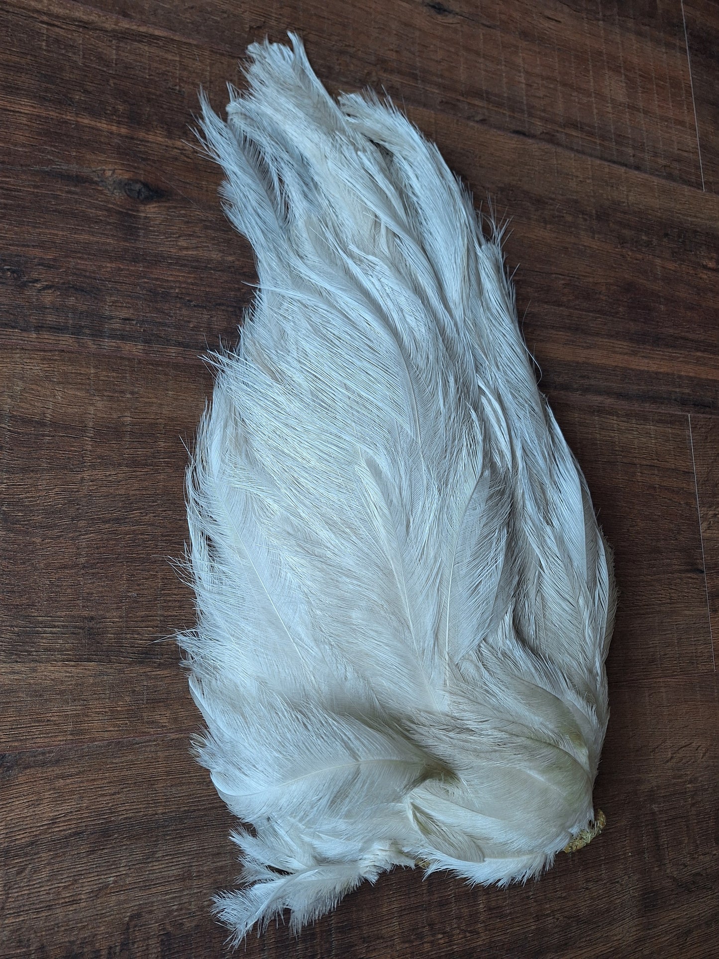 Nandu wing piece, large