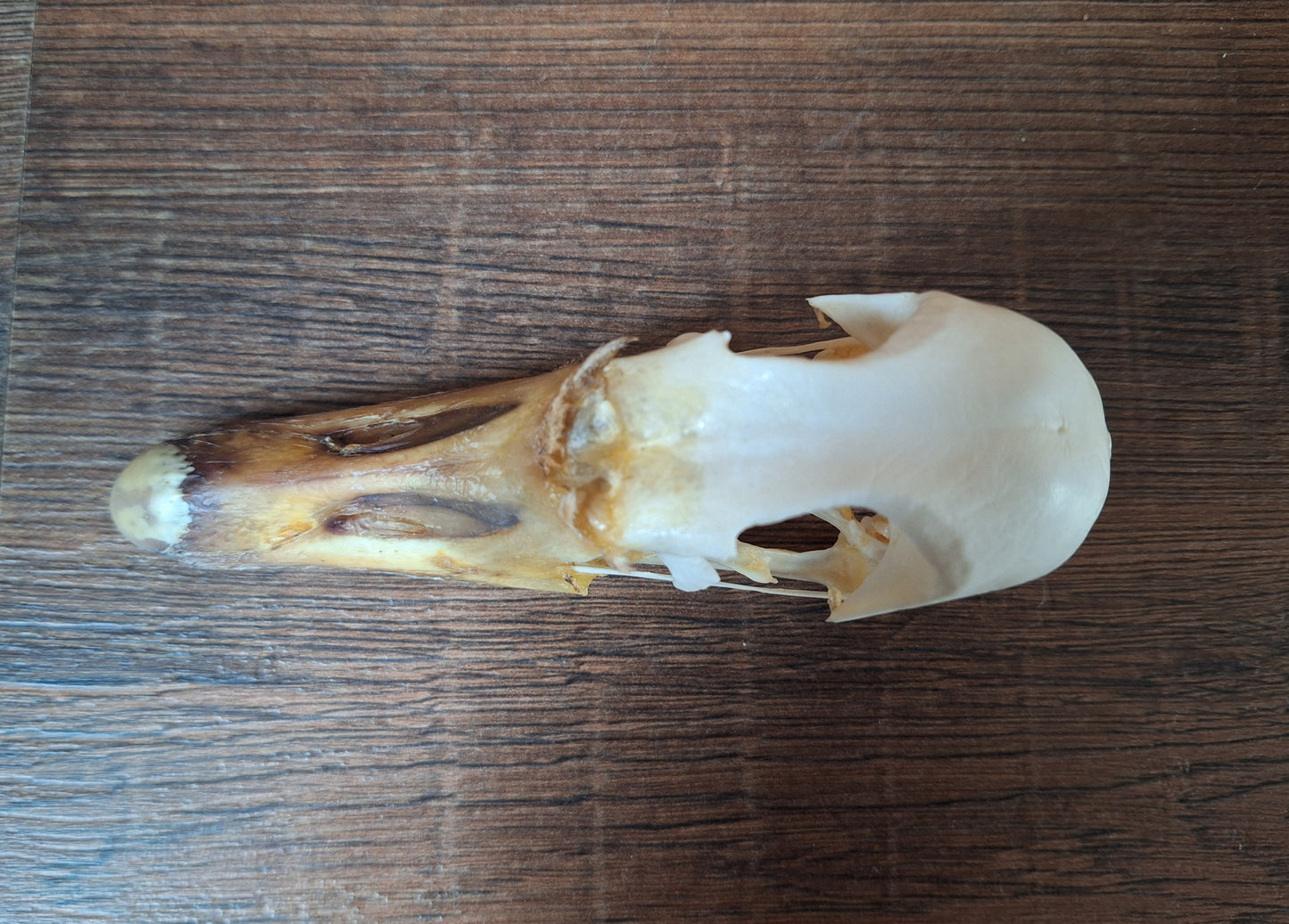 Grey goose skull