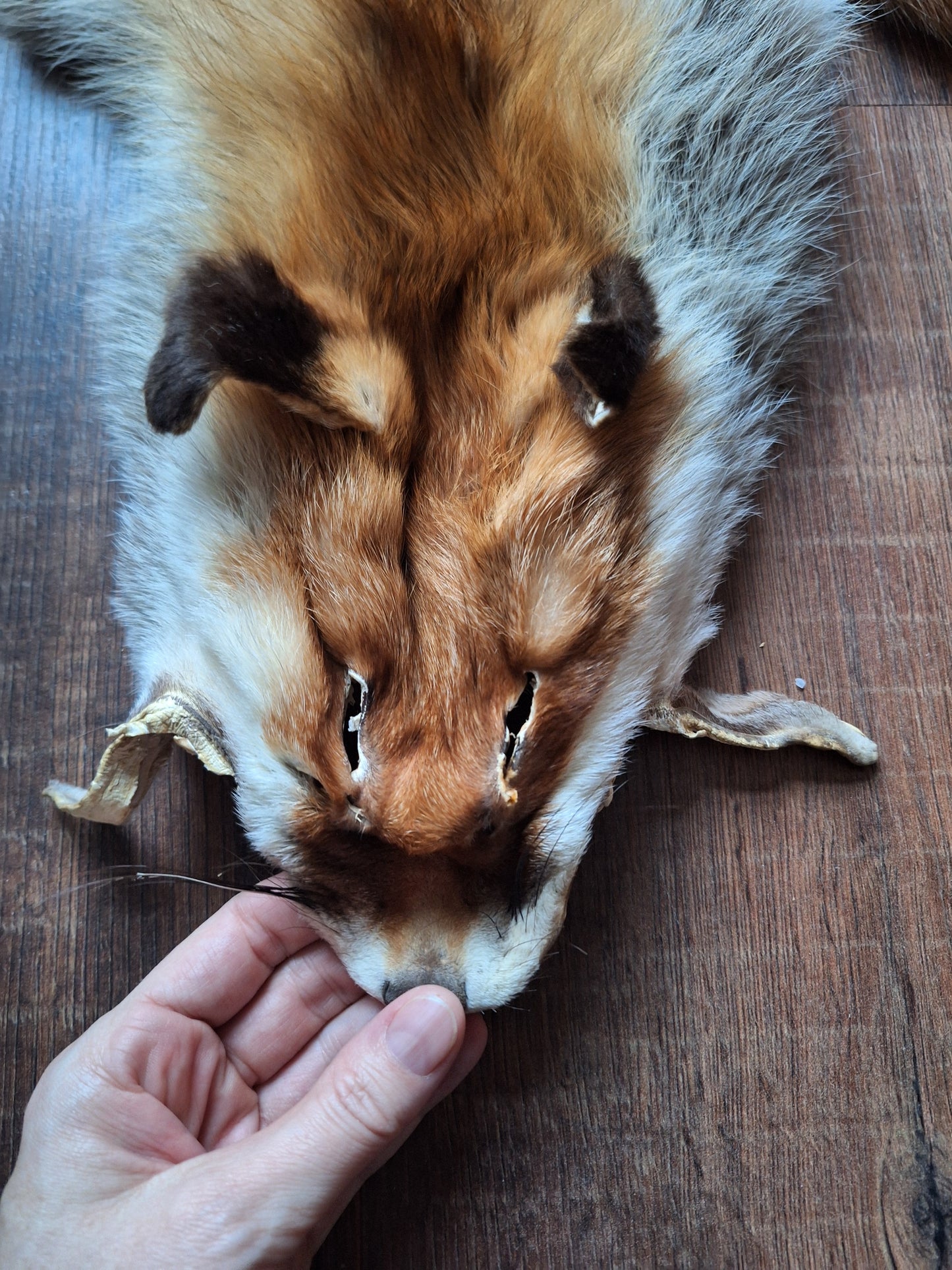 Red fox hide #29, B-quality