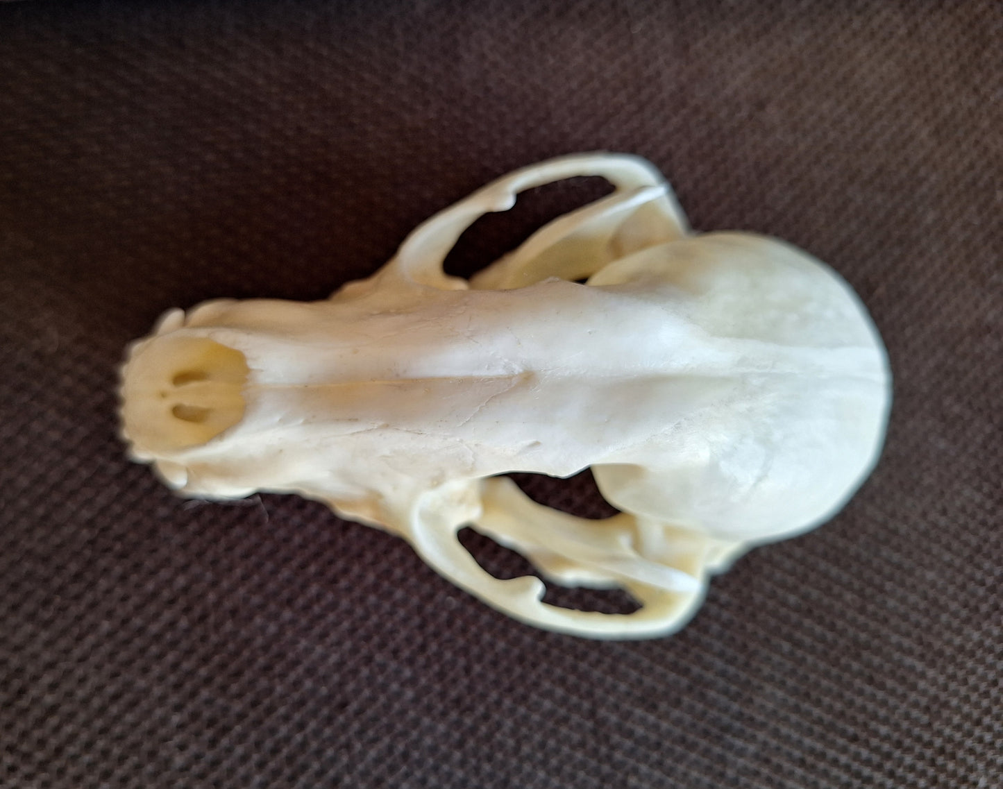 Raccoon skull #2