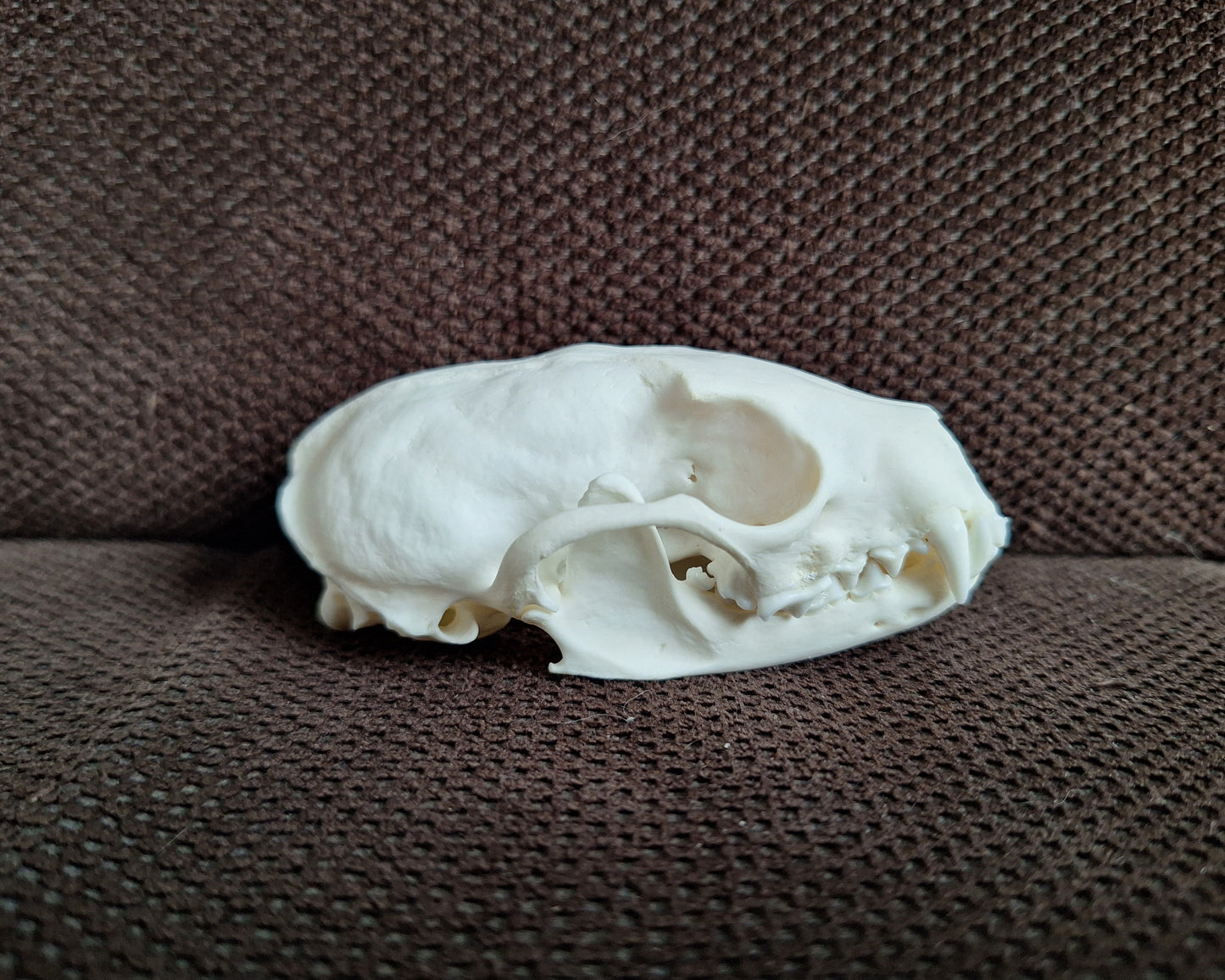 Stone marten skull #1