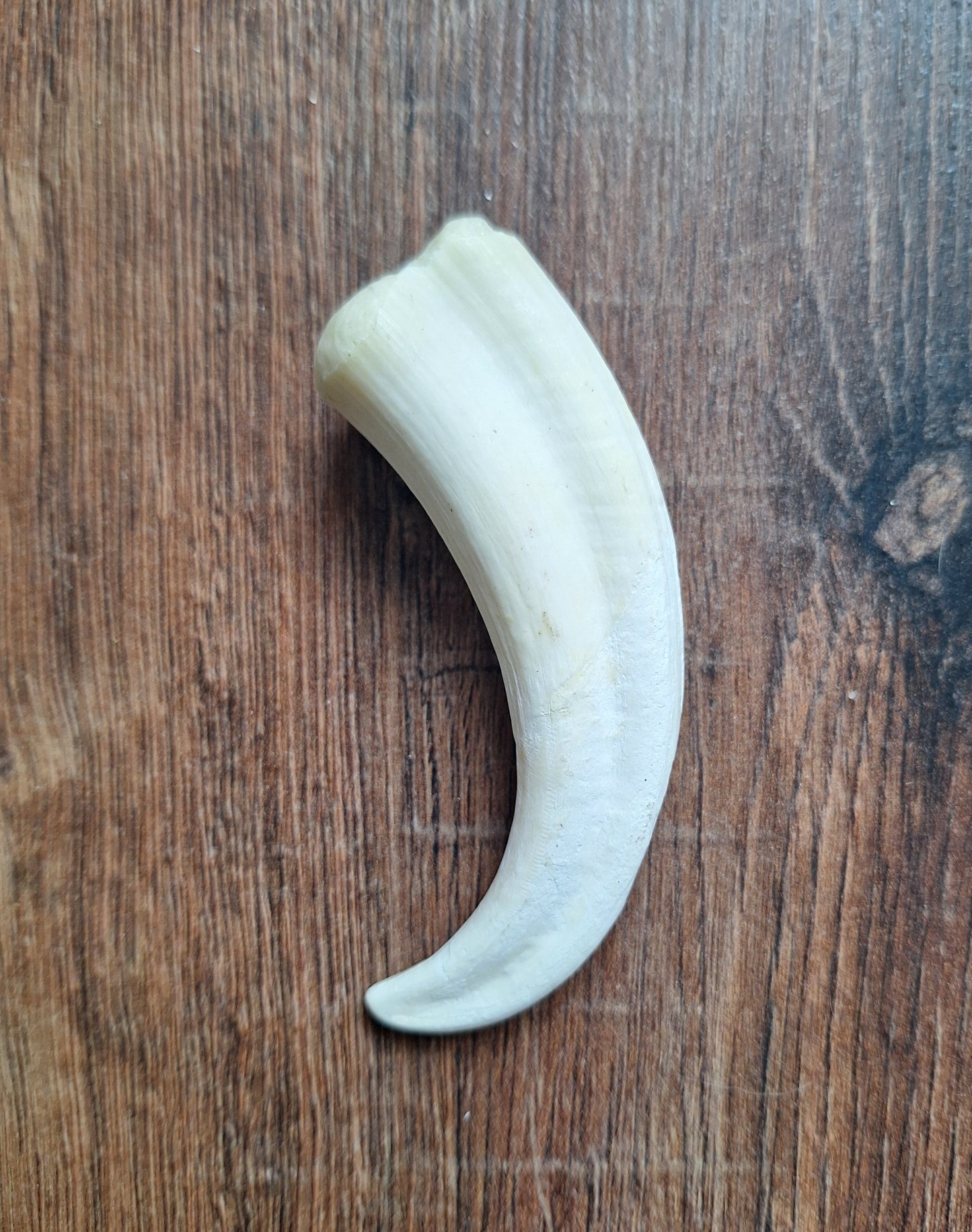 Wart hog tusks