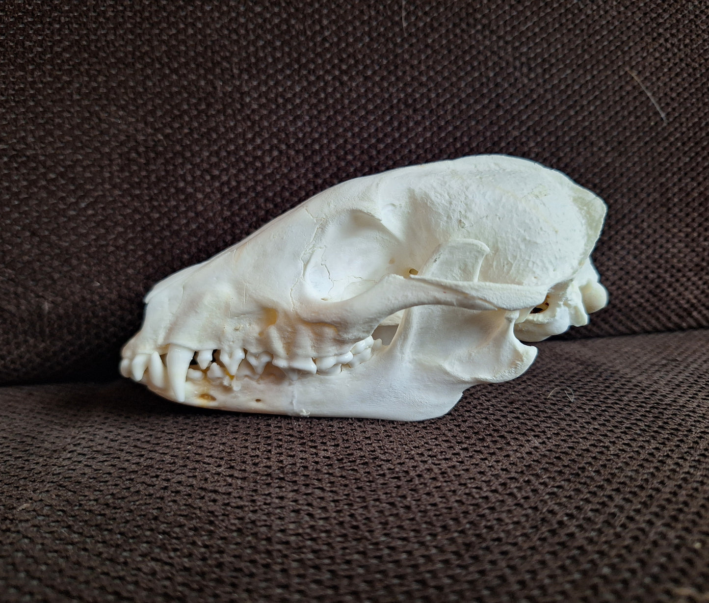 Raccoon dog skull