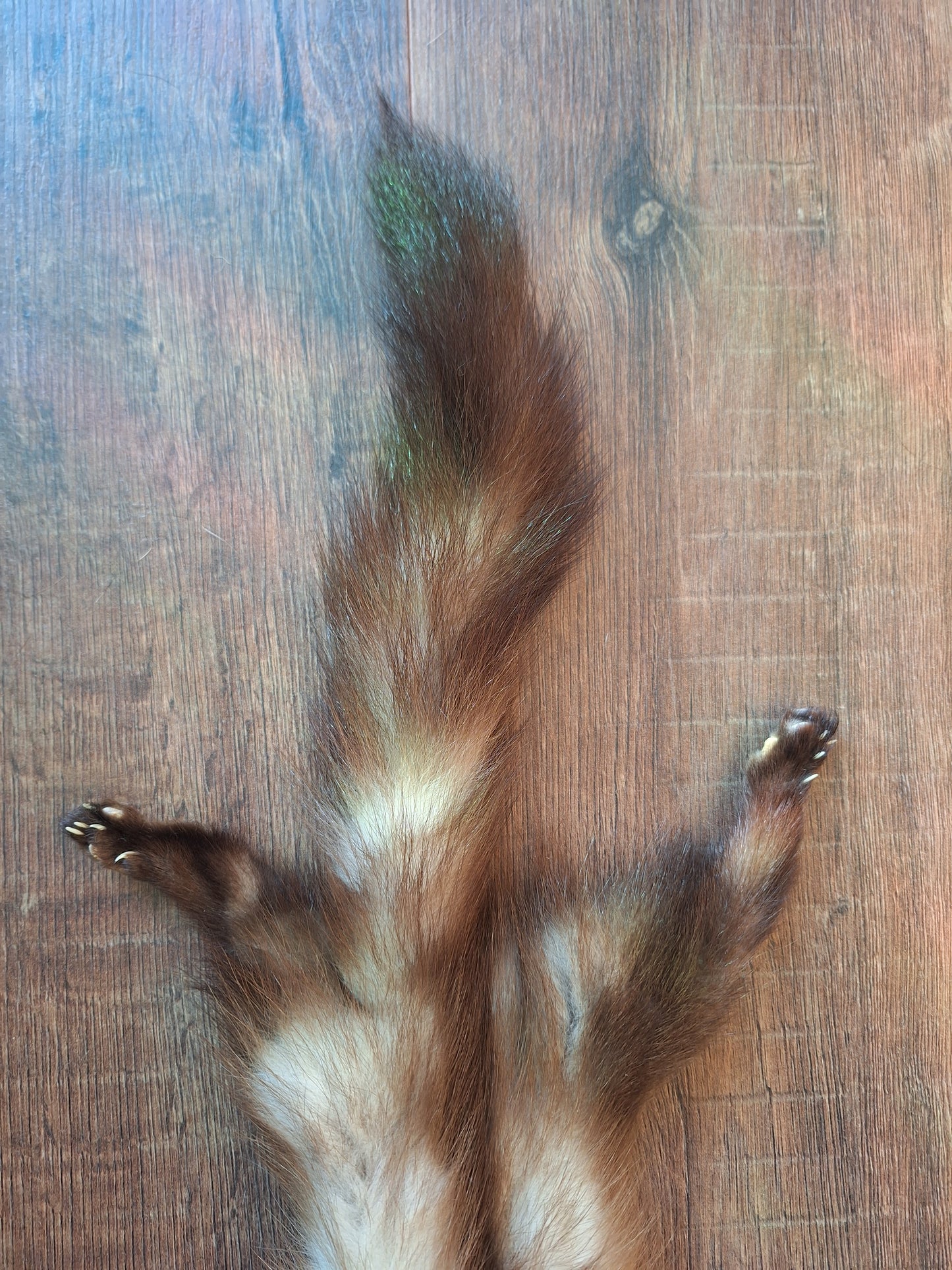 Stone marten hide #5