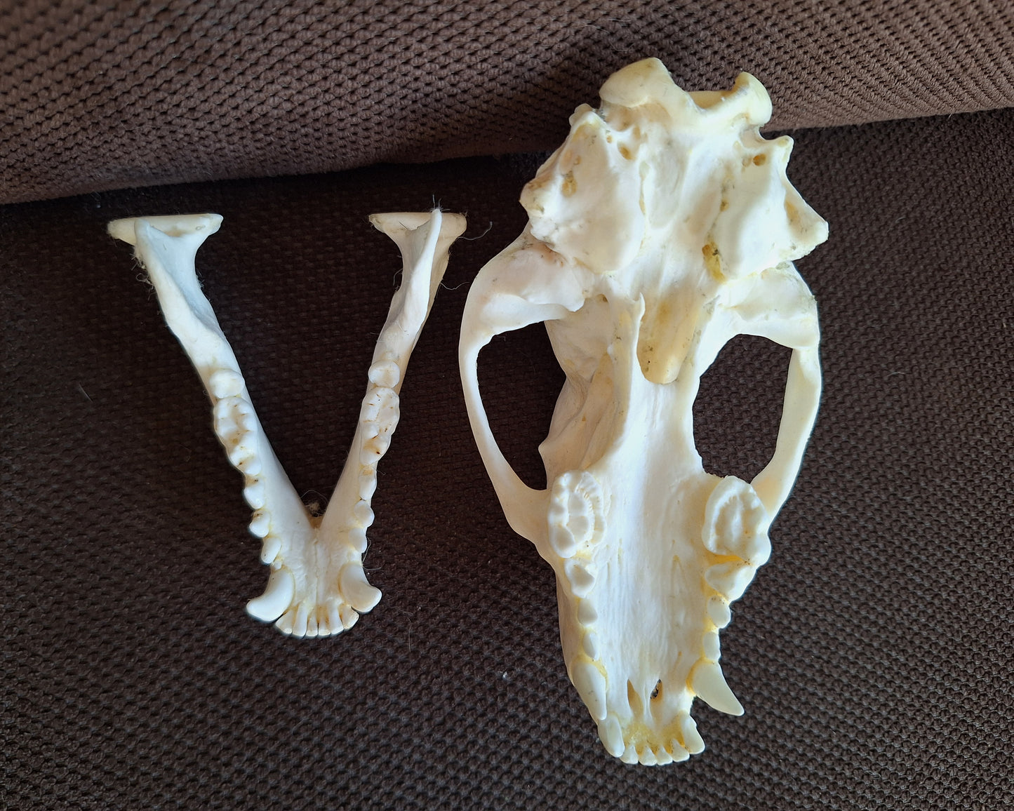 Badger skull #8