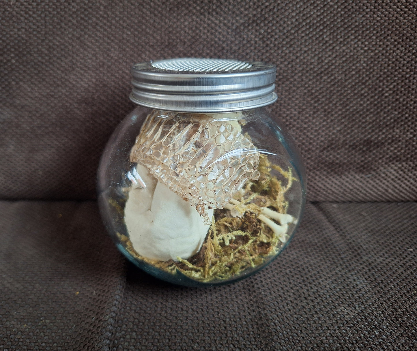 Snake set in glass jar