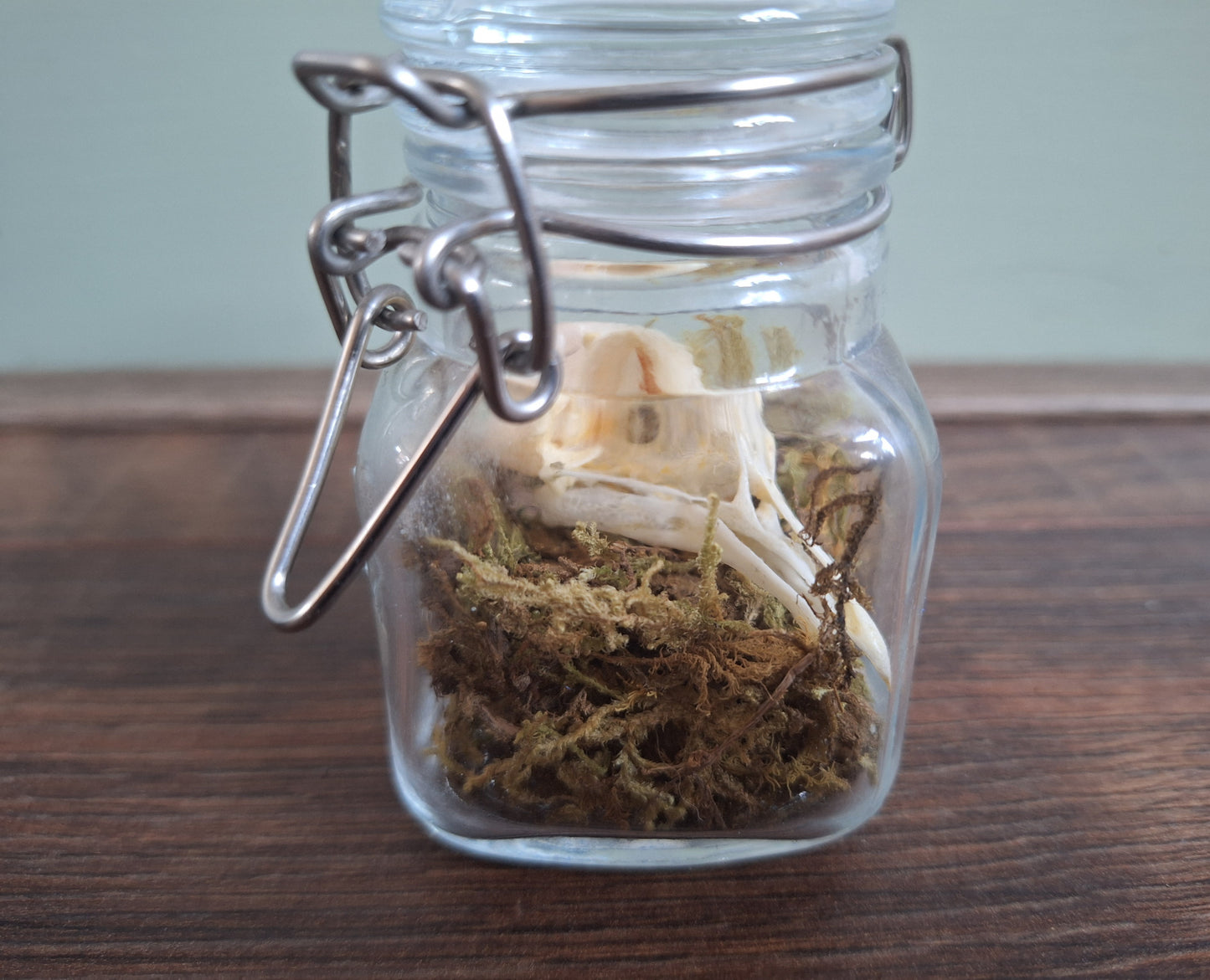 Wood pigeon skull in glass jar