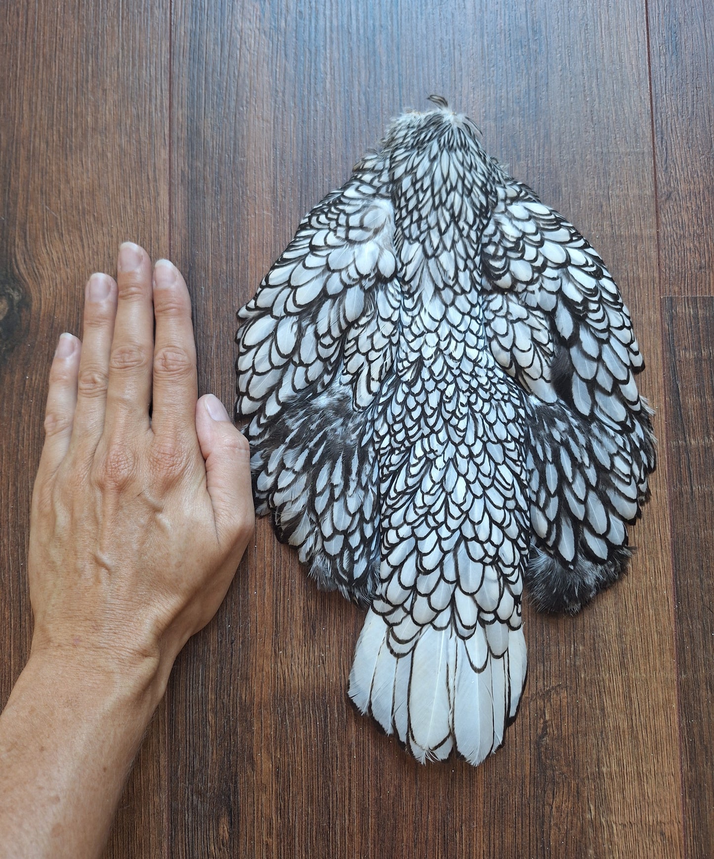 Chicken skin