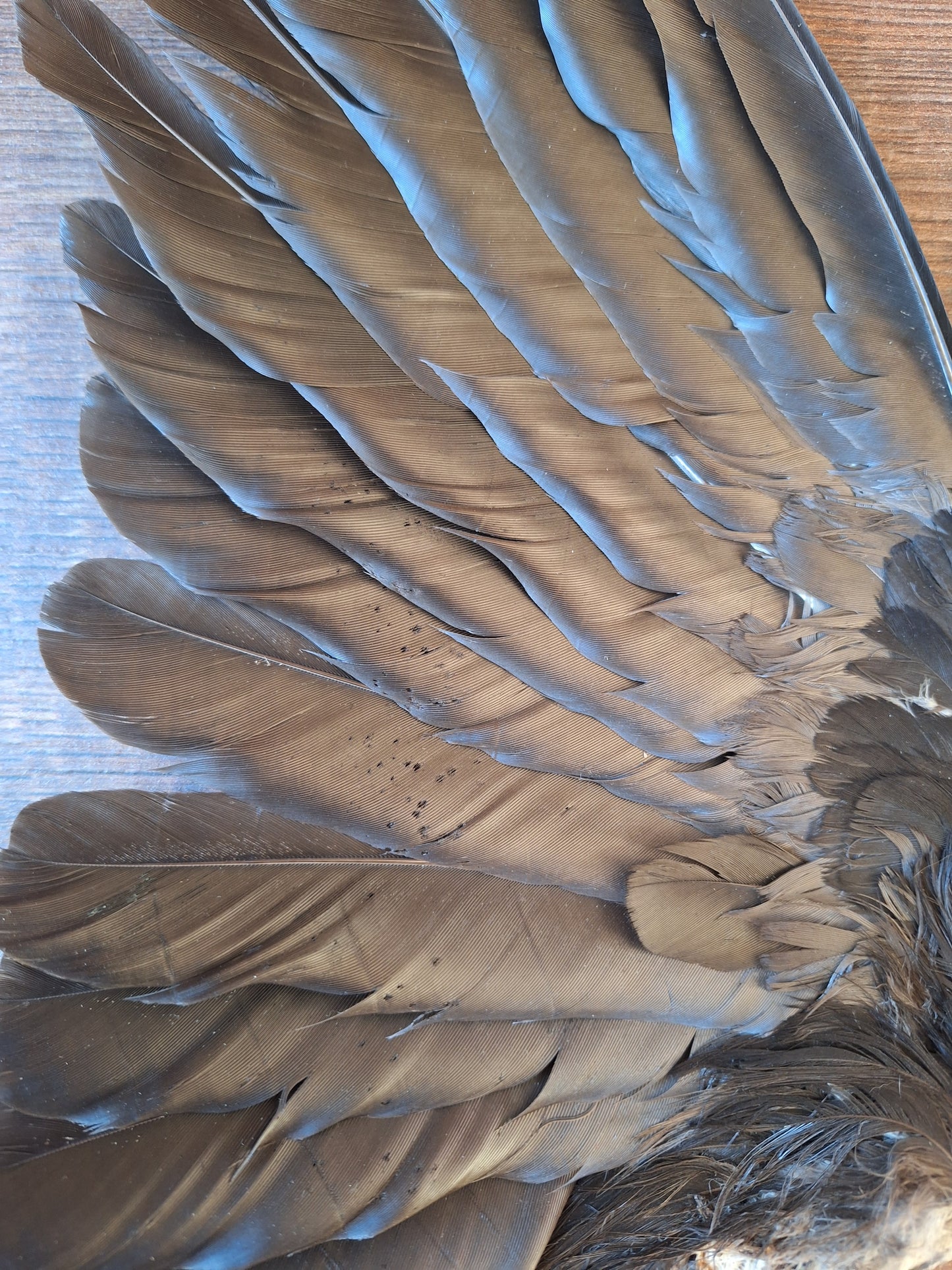 Crow single wing #35