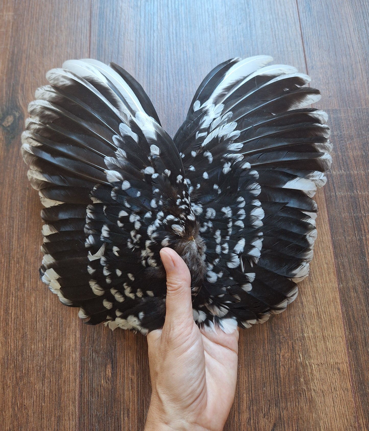 Chicken set of wings