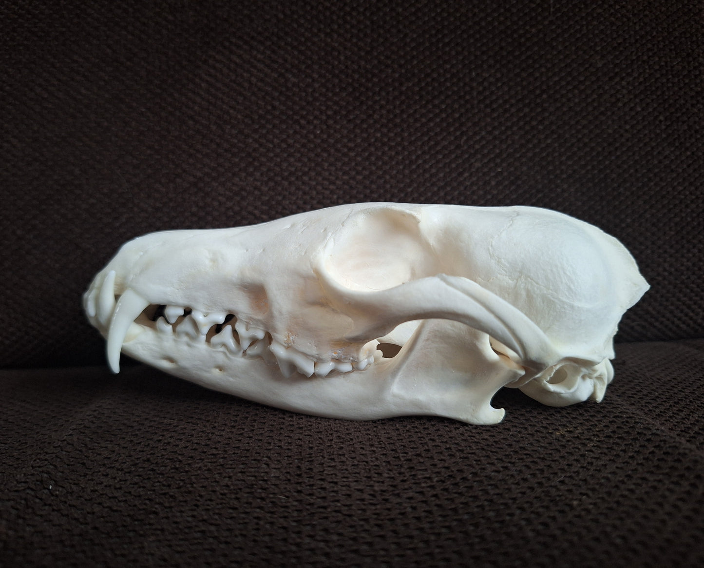 Fox skull #24