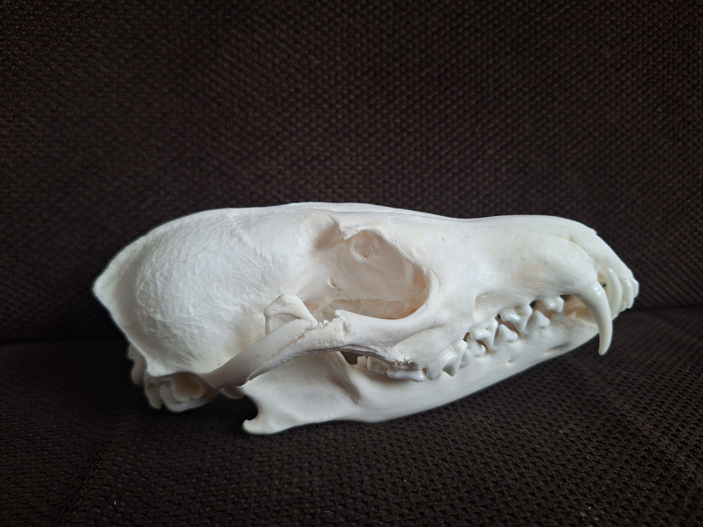 Fox skull #25