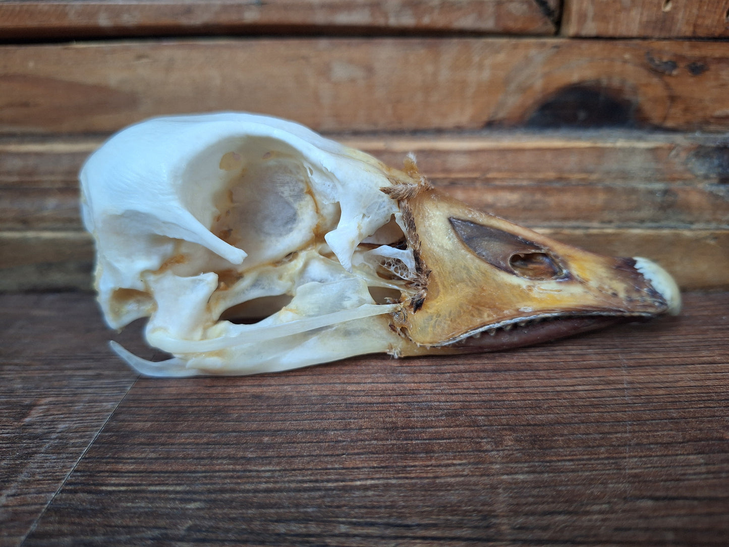 Grey goose skull