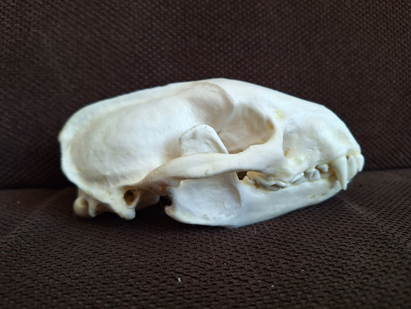 Badger skull #8