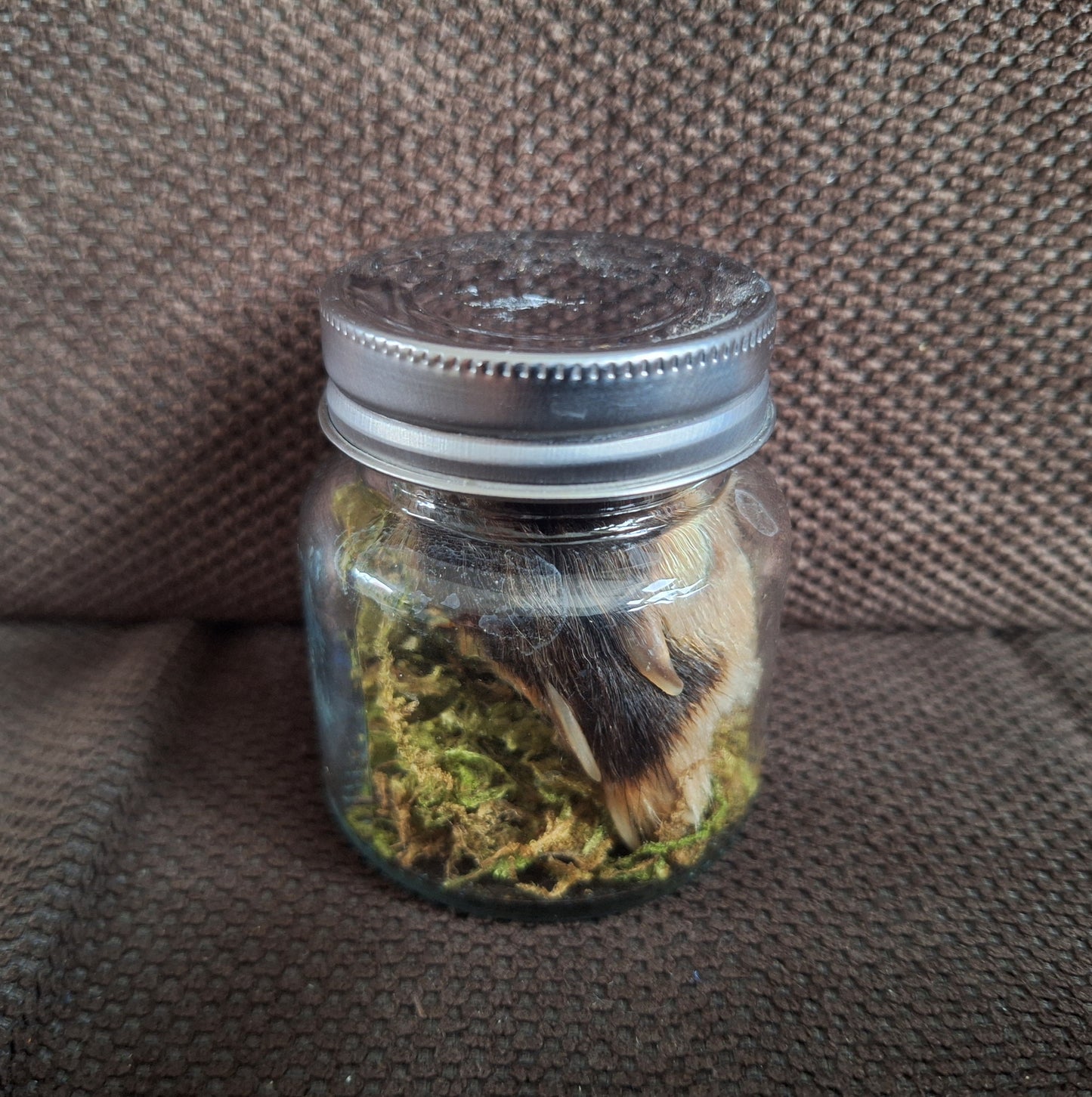 Fox paw, B-quality, in glass jar