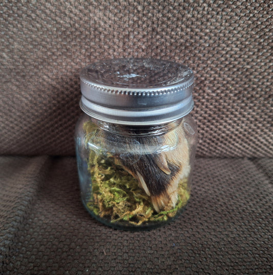Fox paw, B-quality, in glass jar