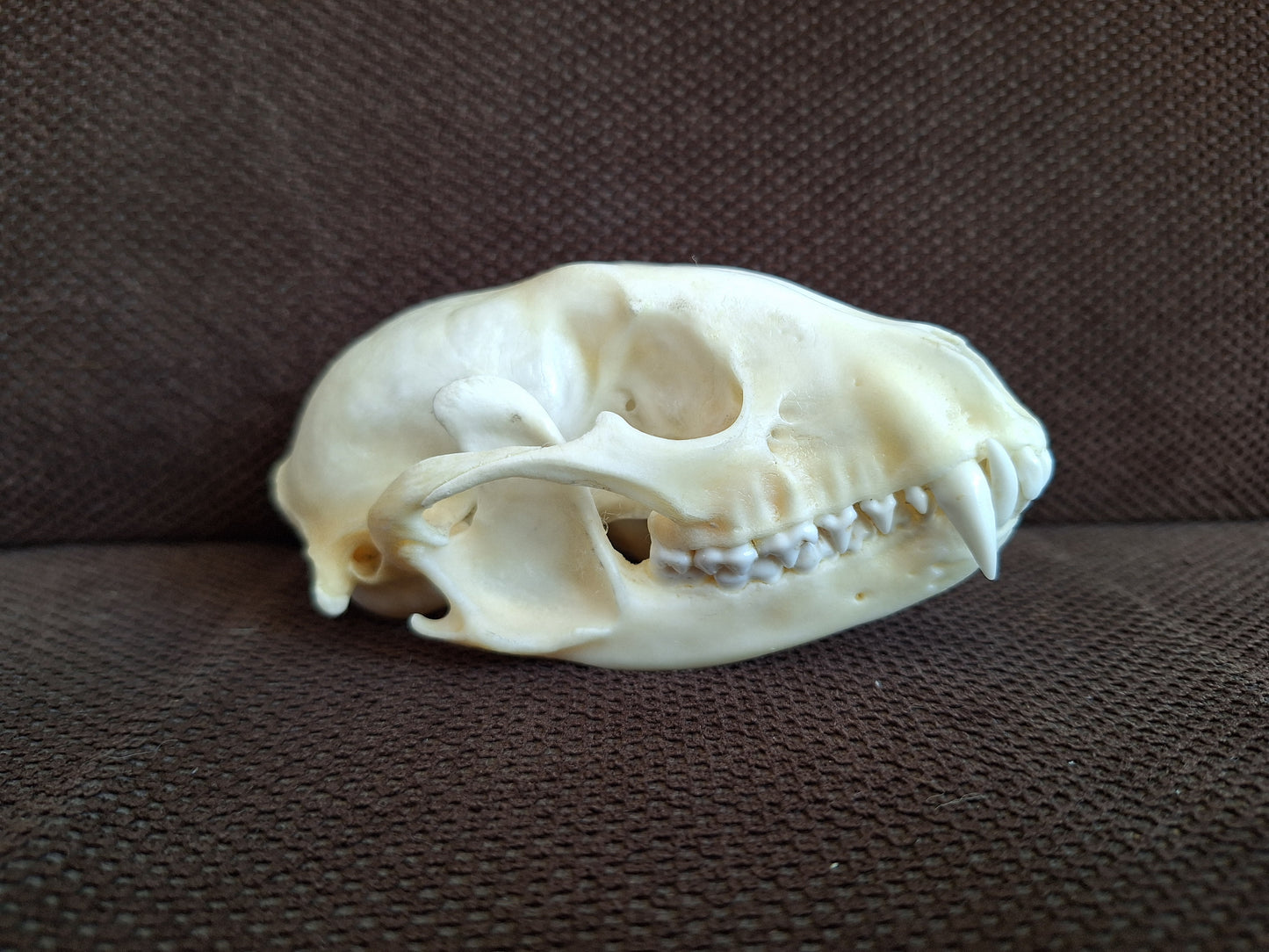 Raccoon skull #2