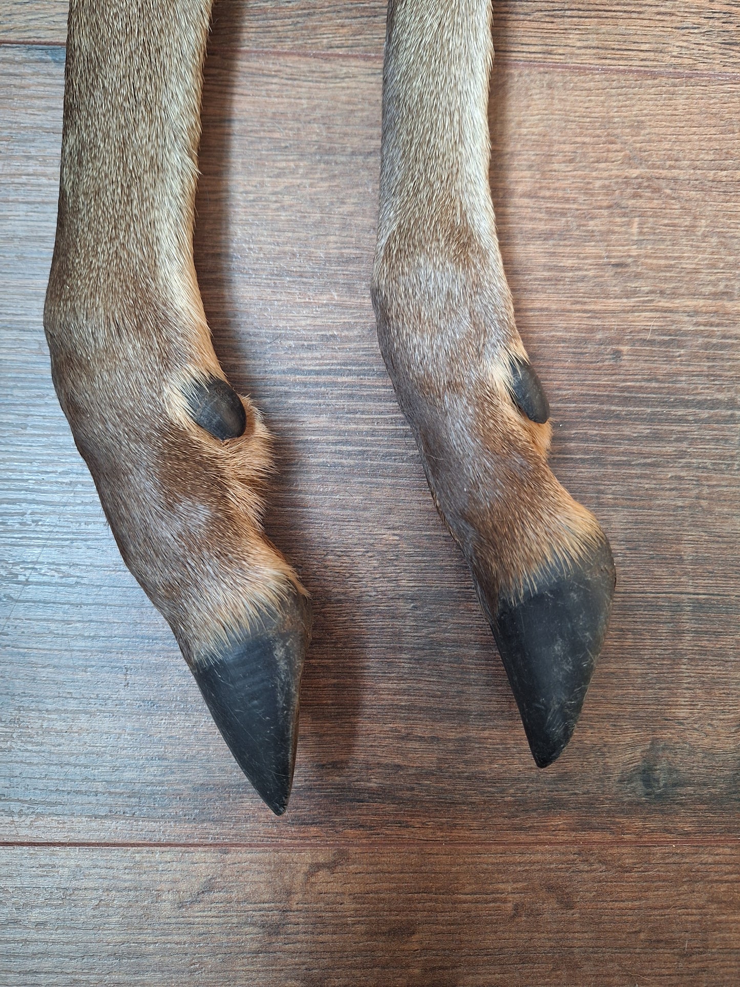 Red deer lower legs