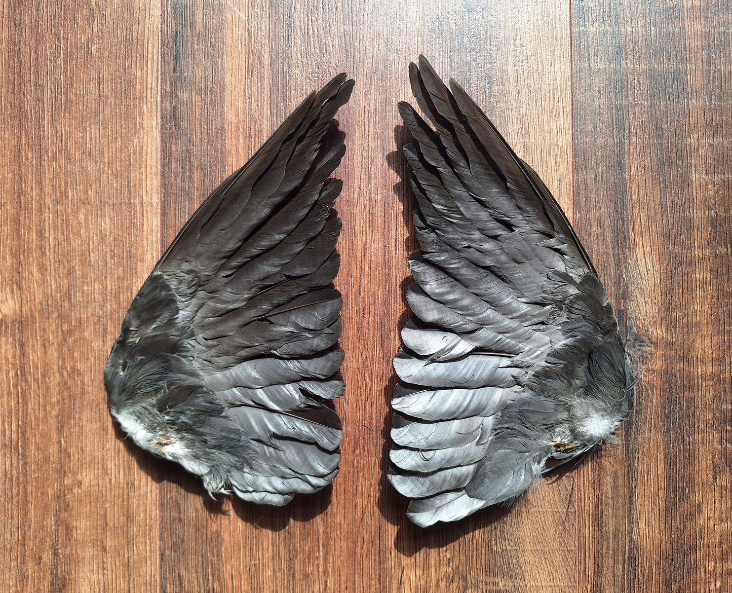 Jackdaw set of wings #6