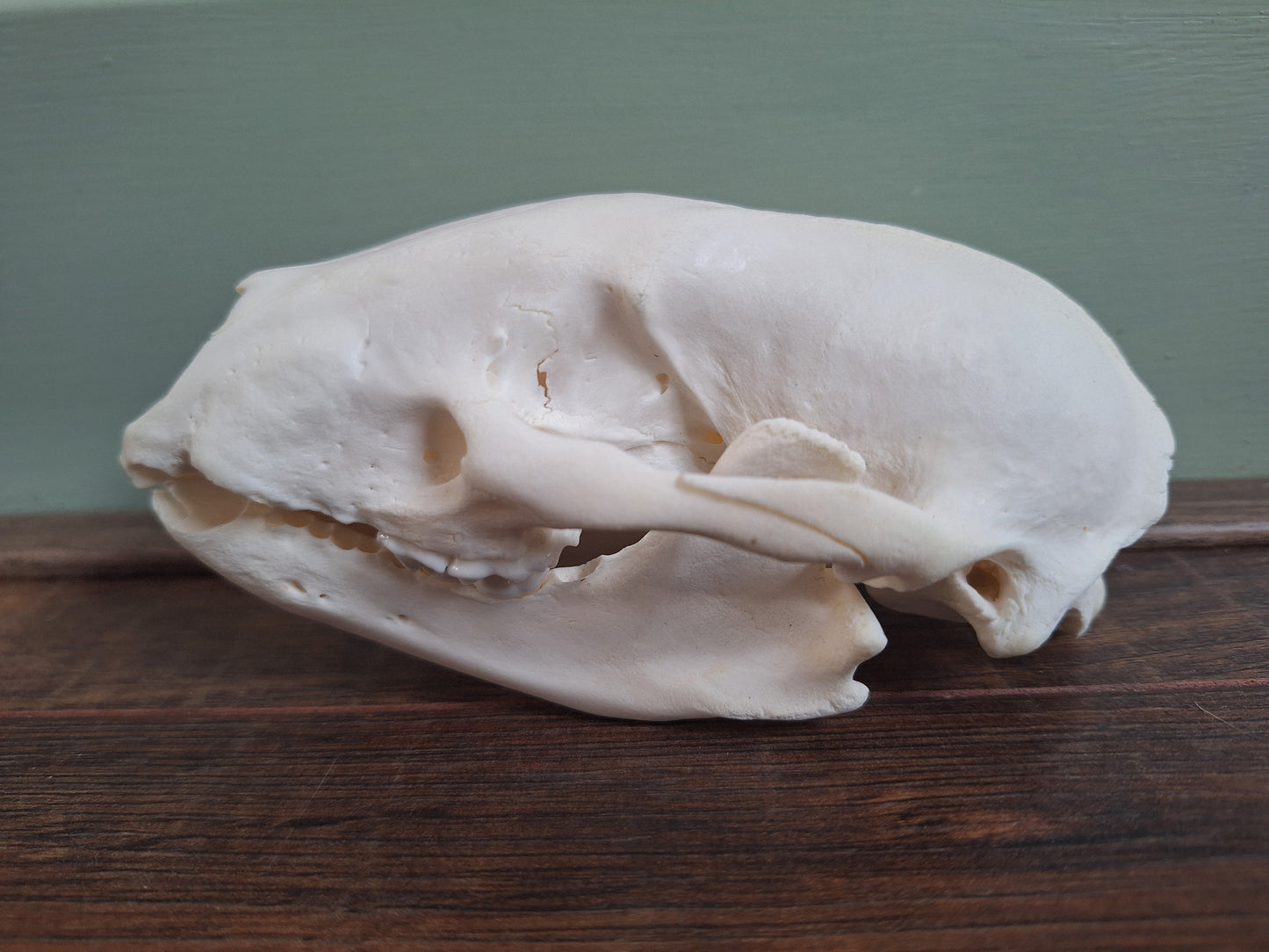 Badger skull #5, B-quality