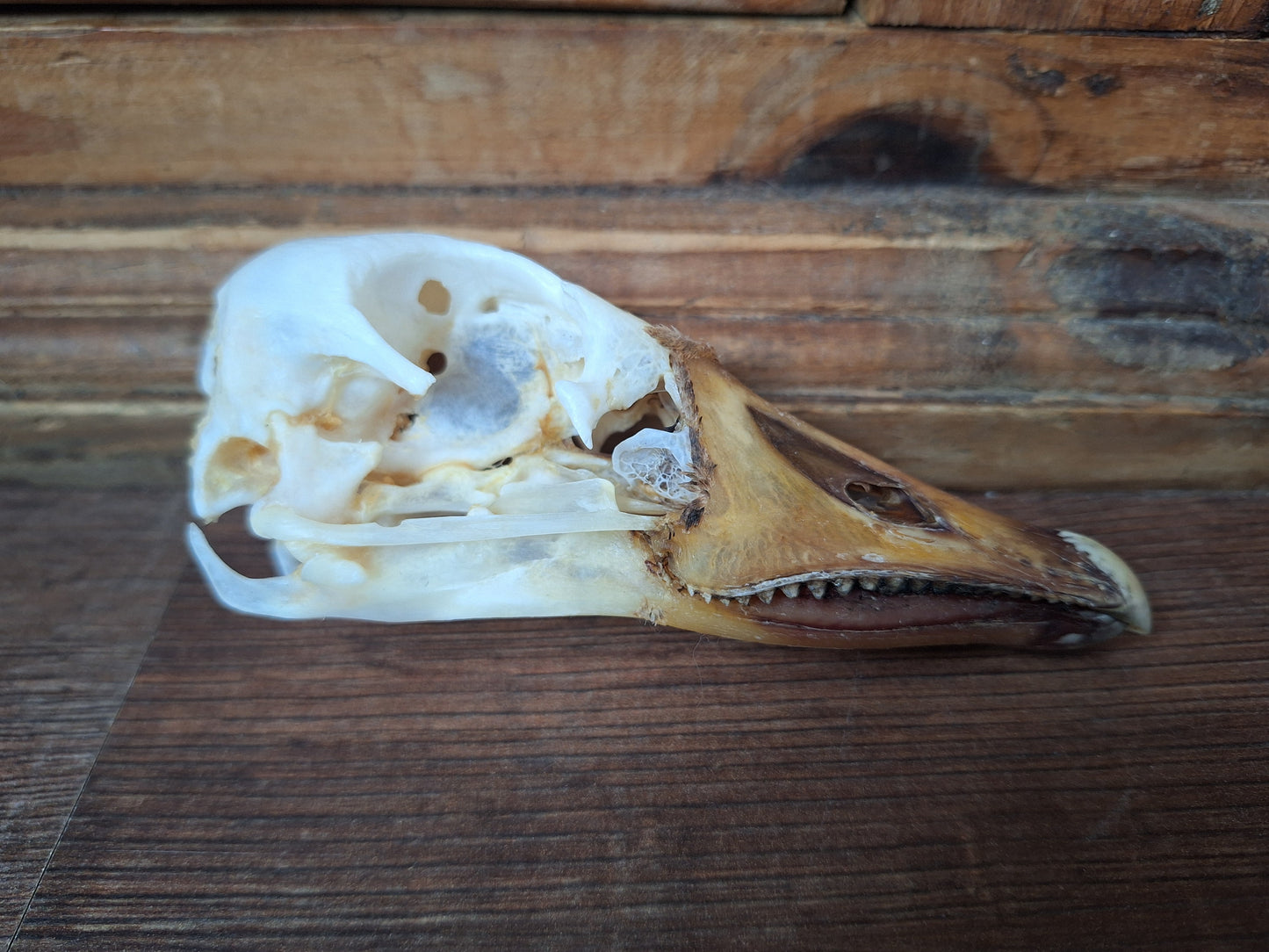 Grey goose skull