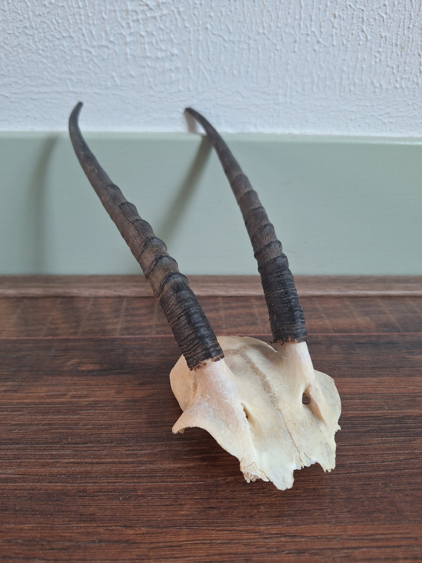 Dorcas gazelle skull cap