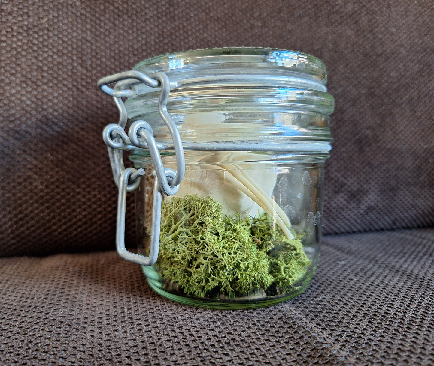 Snake set in glass jar