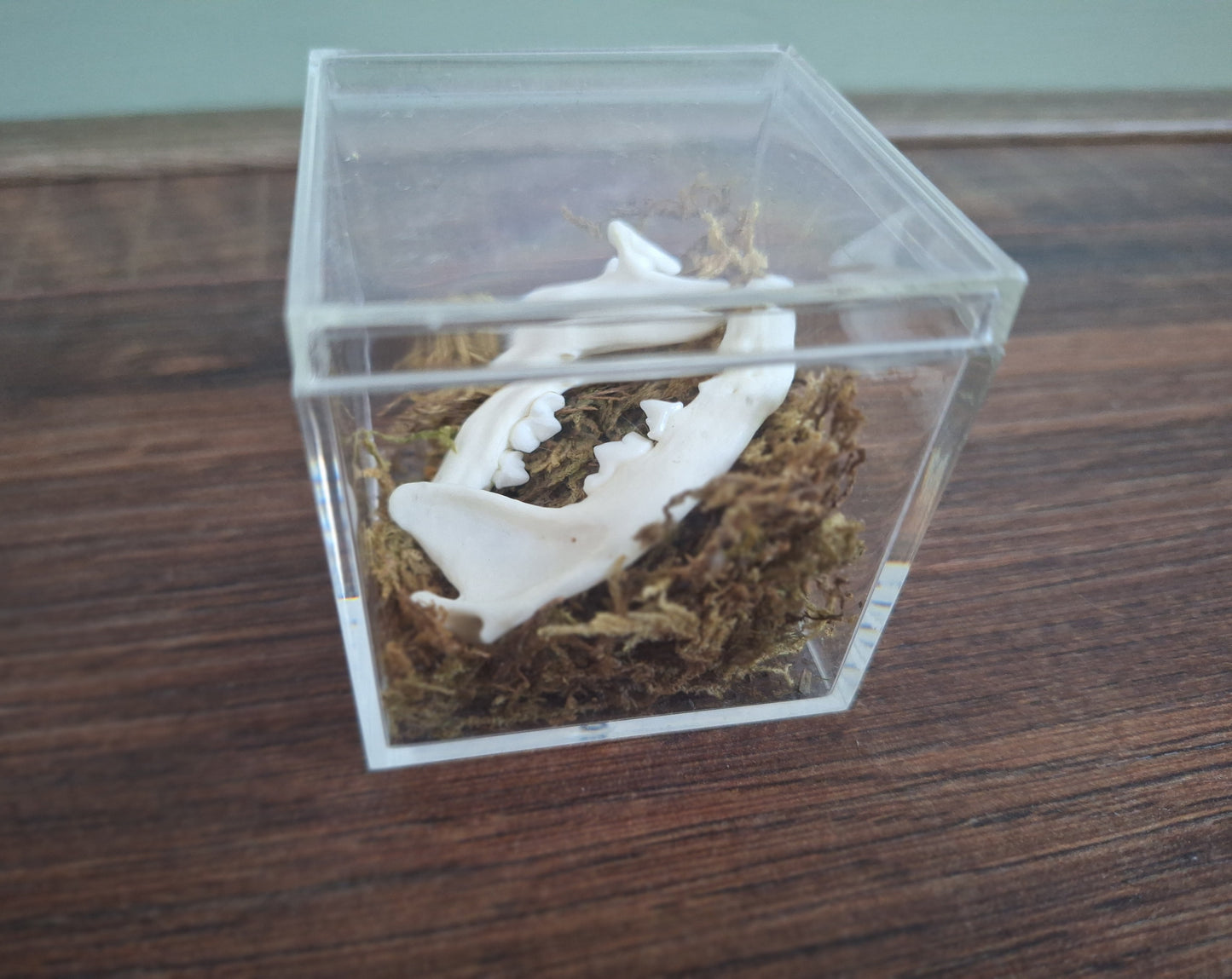 Marten lower jaws, B-quality, in display cube