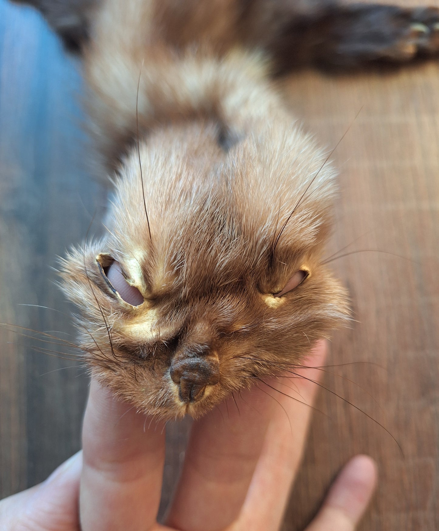 Stone marten hide #4