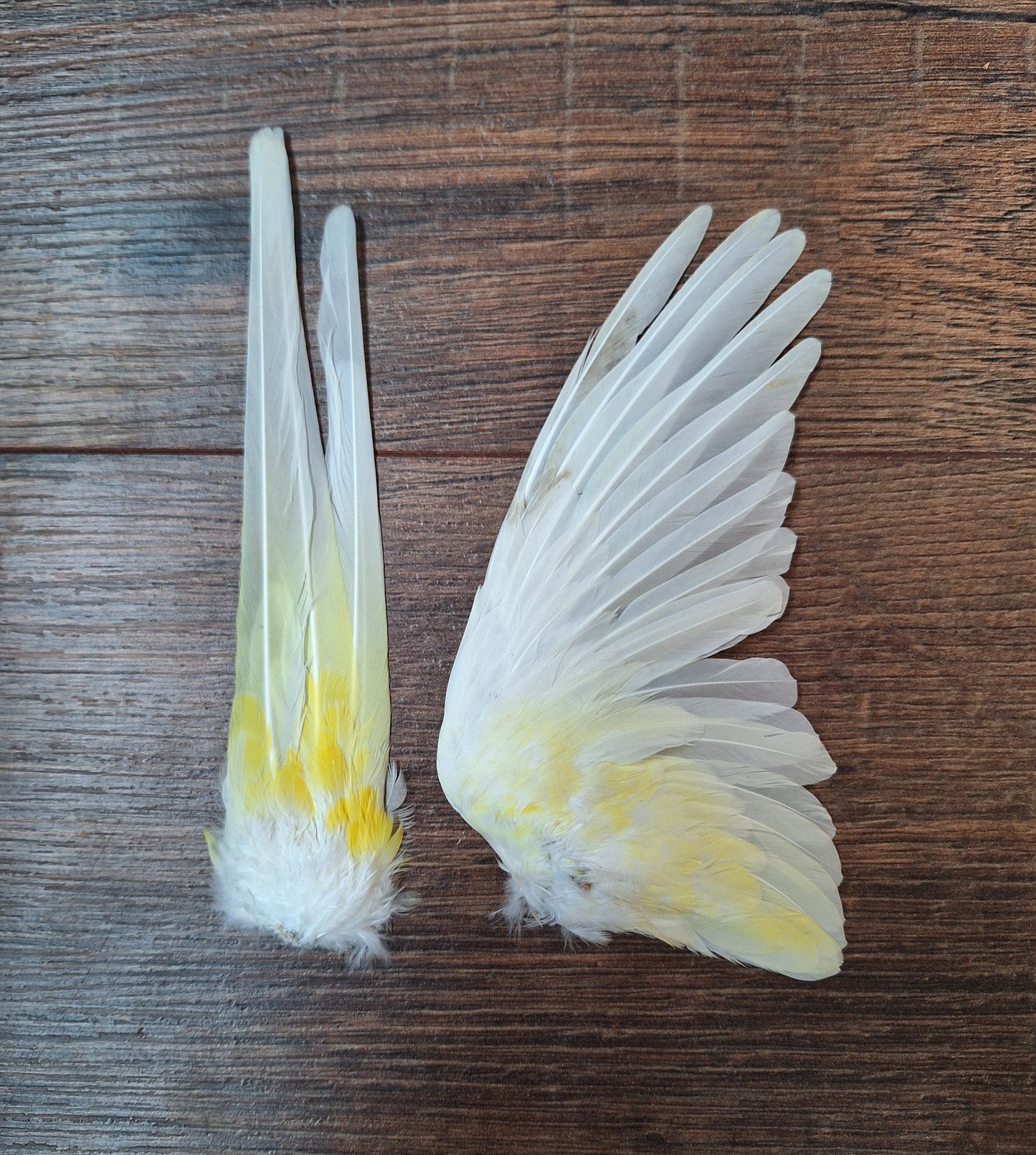 Red-rumped parrot single wing and tail, B-quality