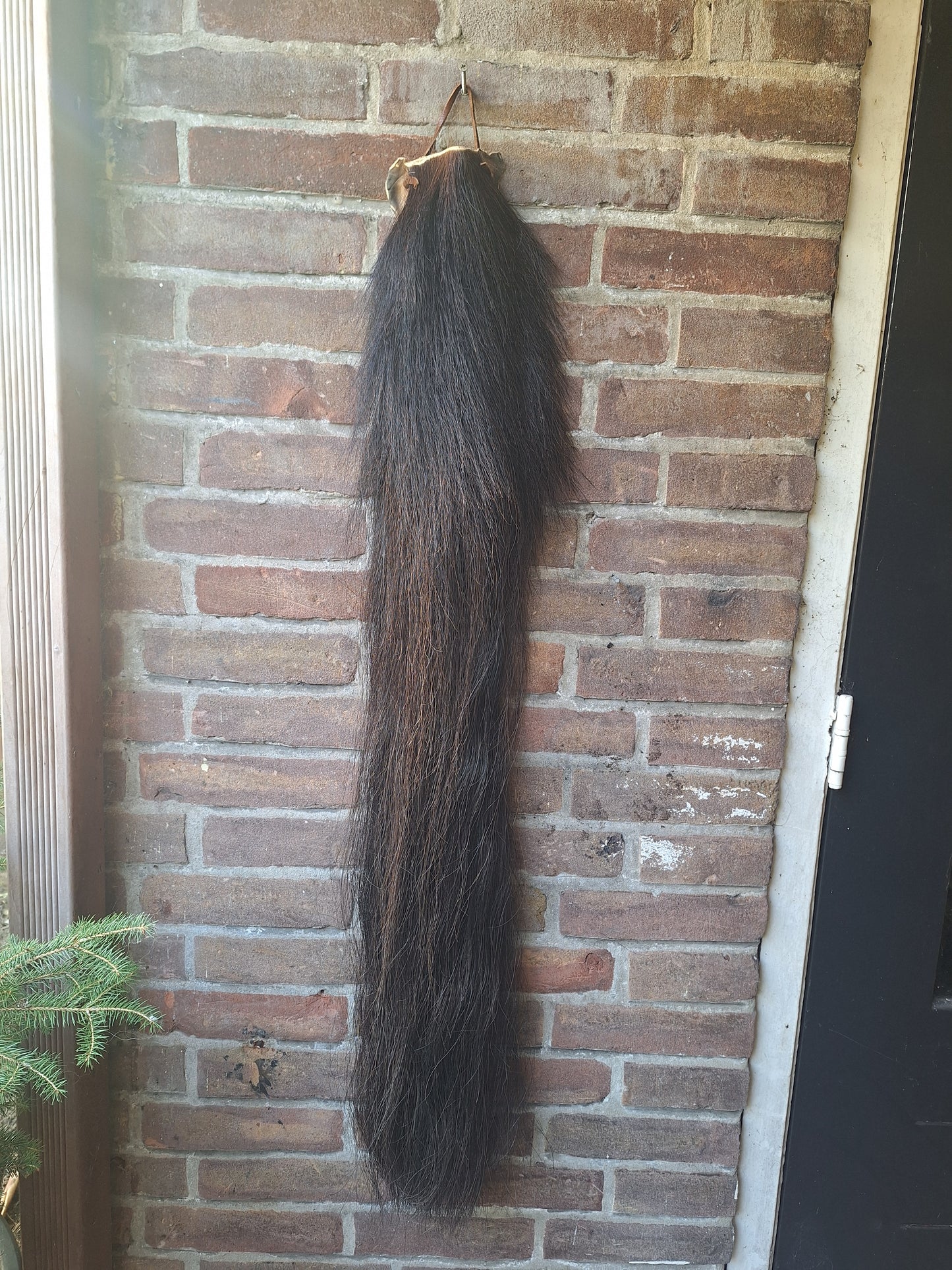 Horse tail #7, complete tail