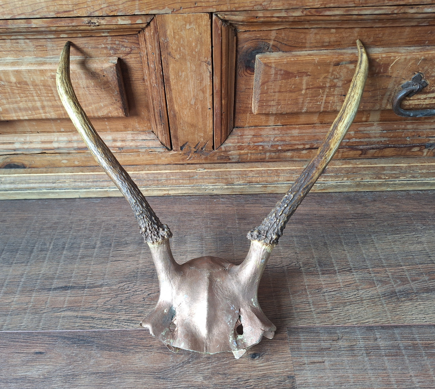 Red deer skull cap, B-quality