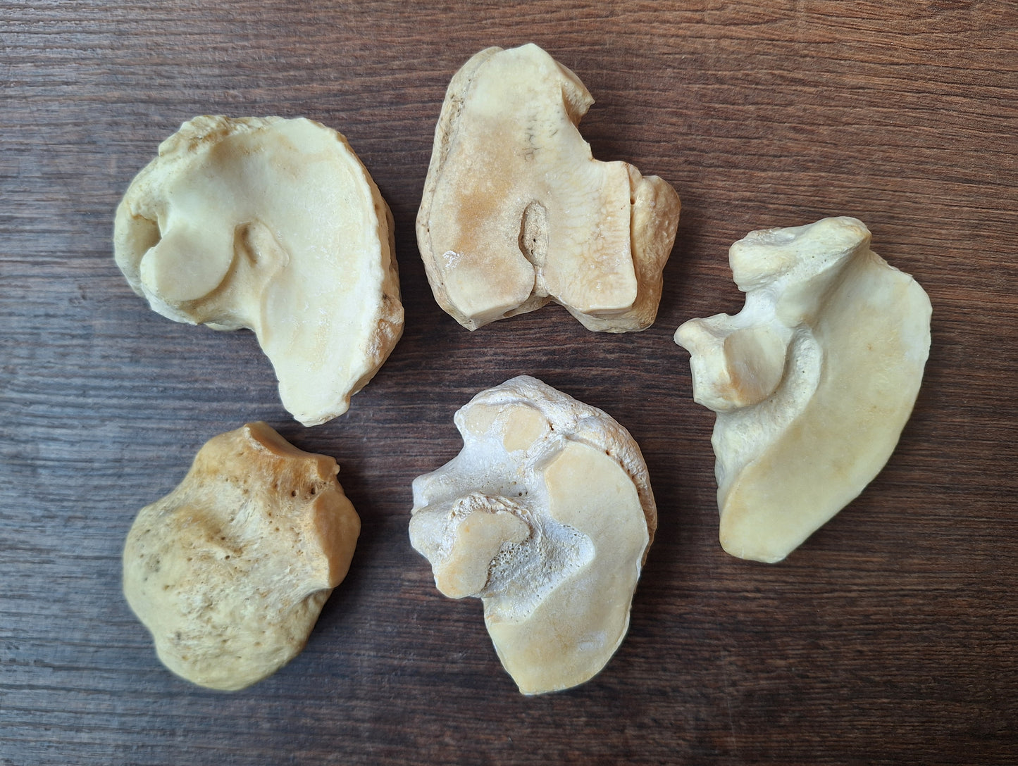 Horse leg bones, crafting sets