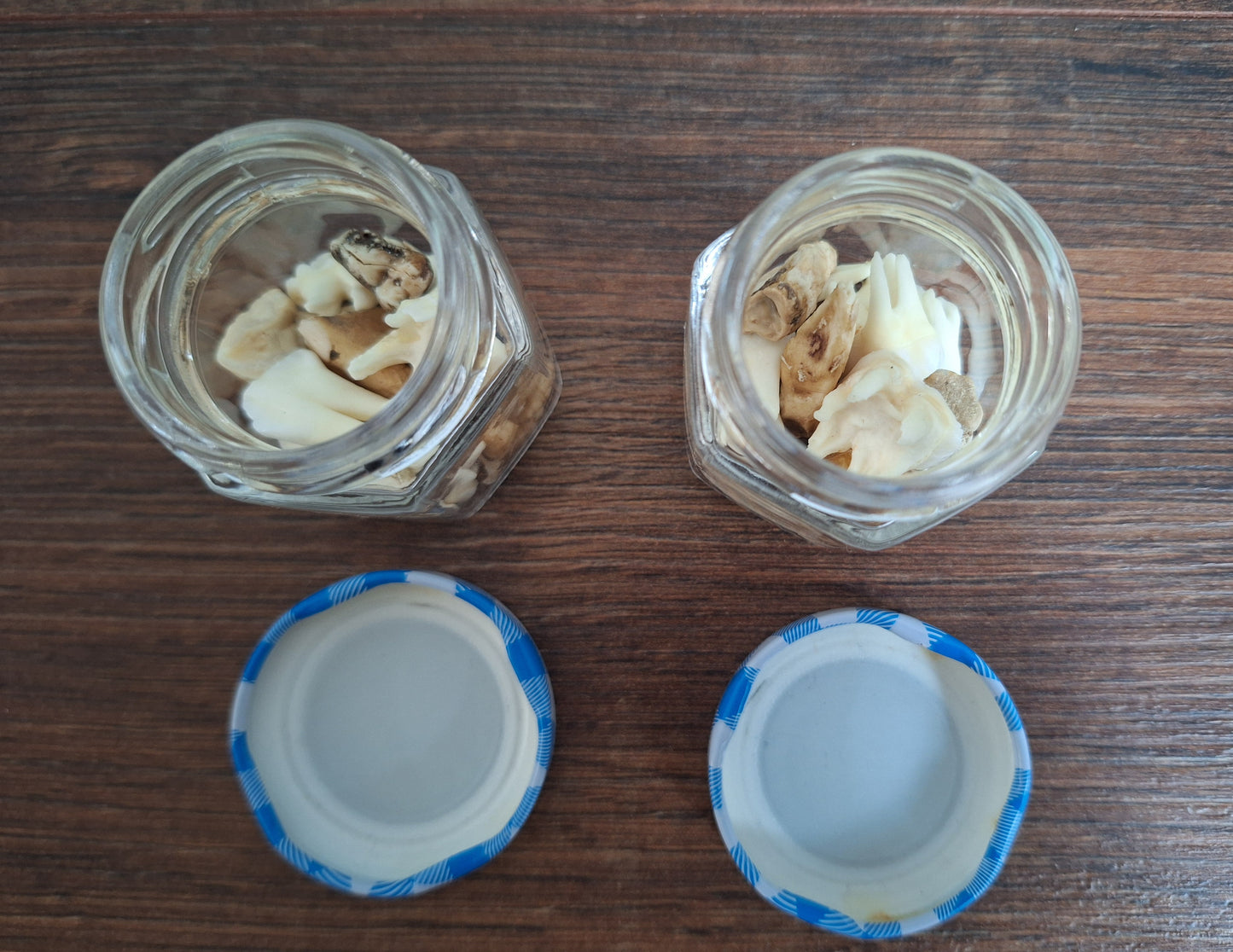 Roe deer teeth in glass jar