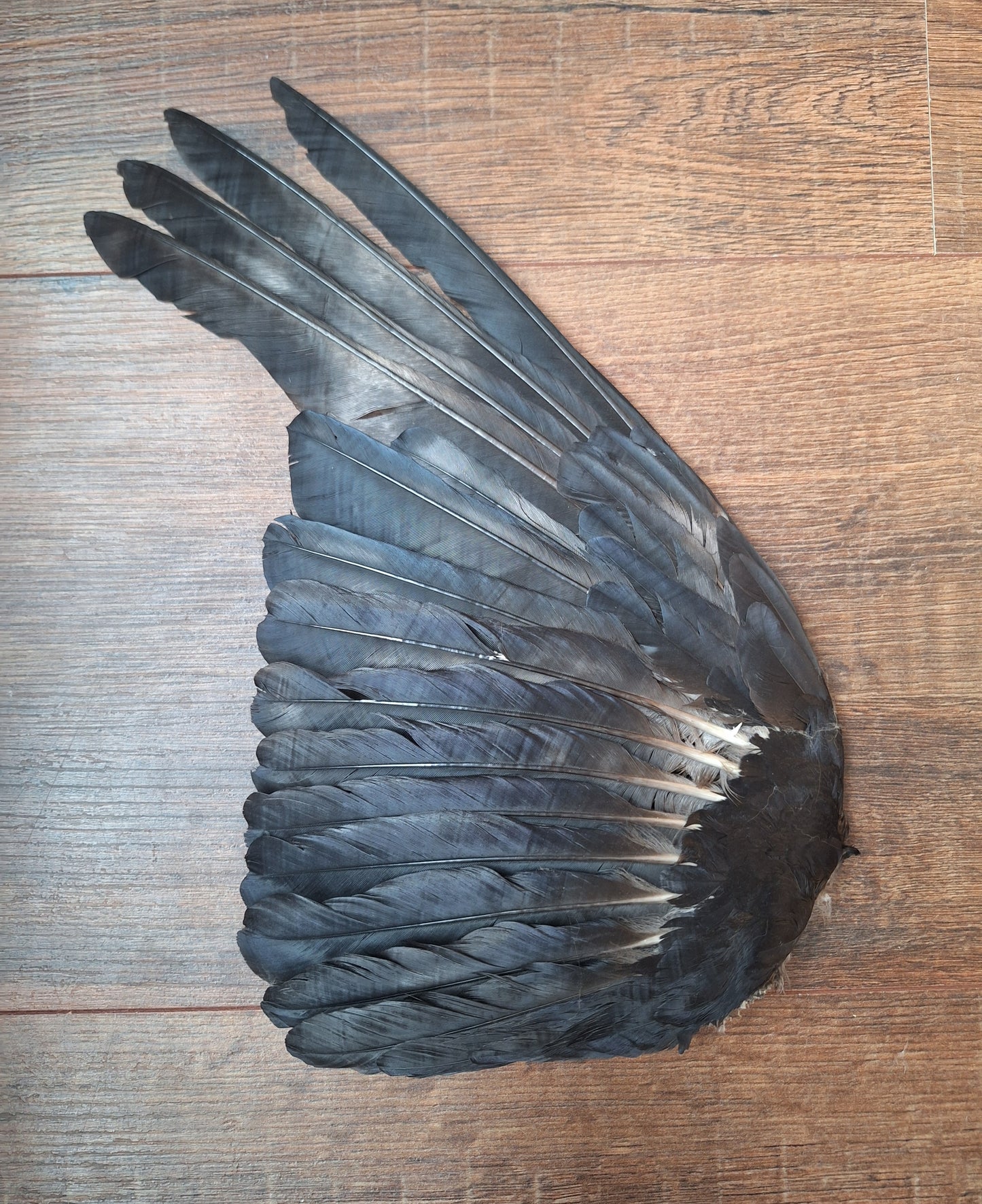 Crow single wing #52, B-quality