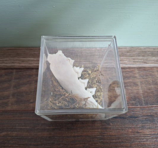 Fox lower jaw, B-quality, in display cube