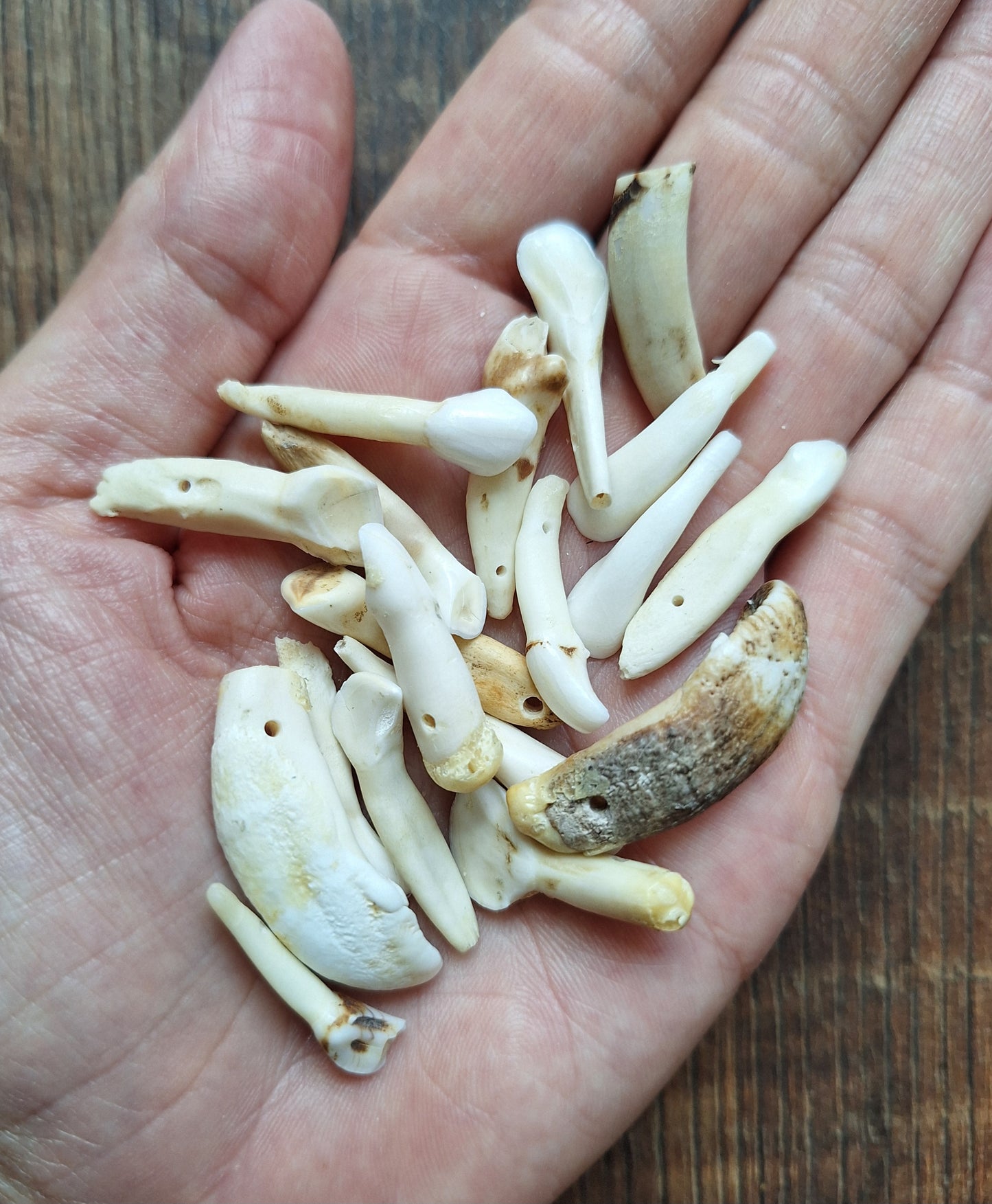 Cow teeth, crafting set