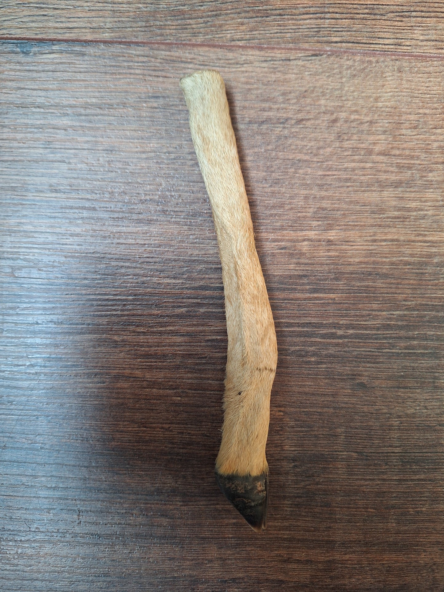 Vintage roe deer lower legs