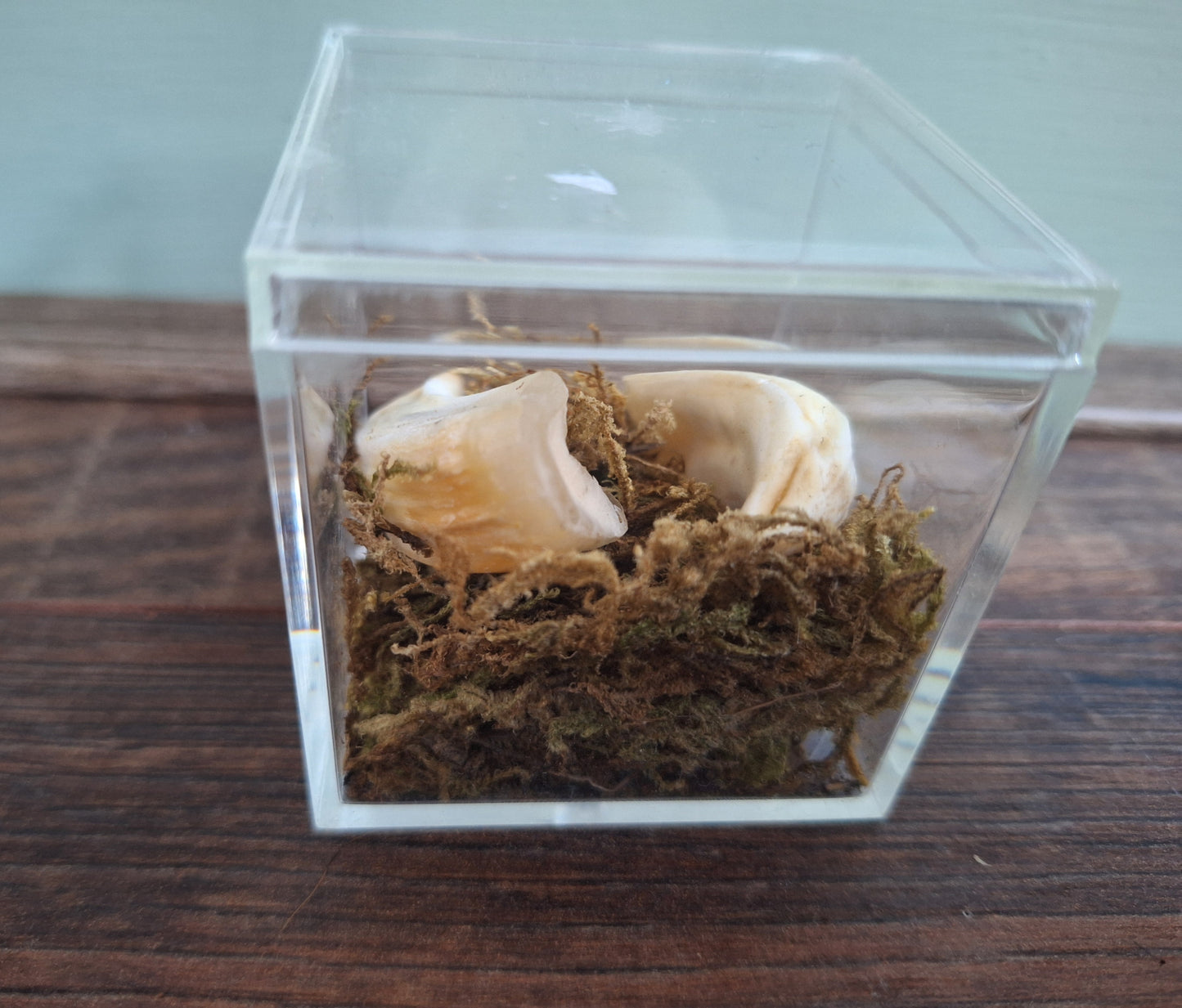 Wild boar upper jaw tusks in display cube