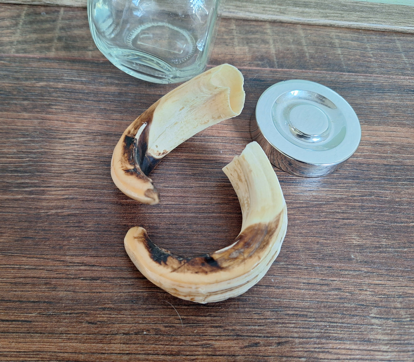 Wild boar upper jaw tusks in glass jar