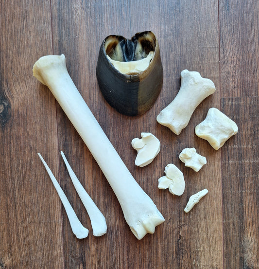 Horse lower leg bone set