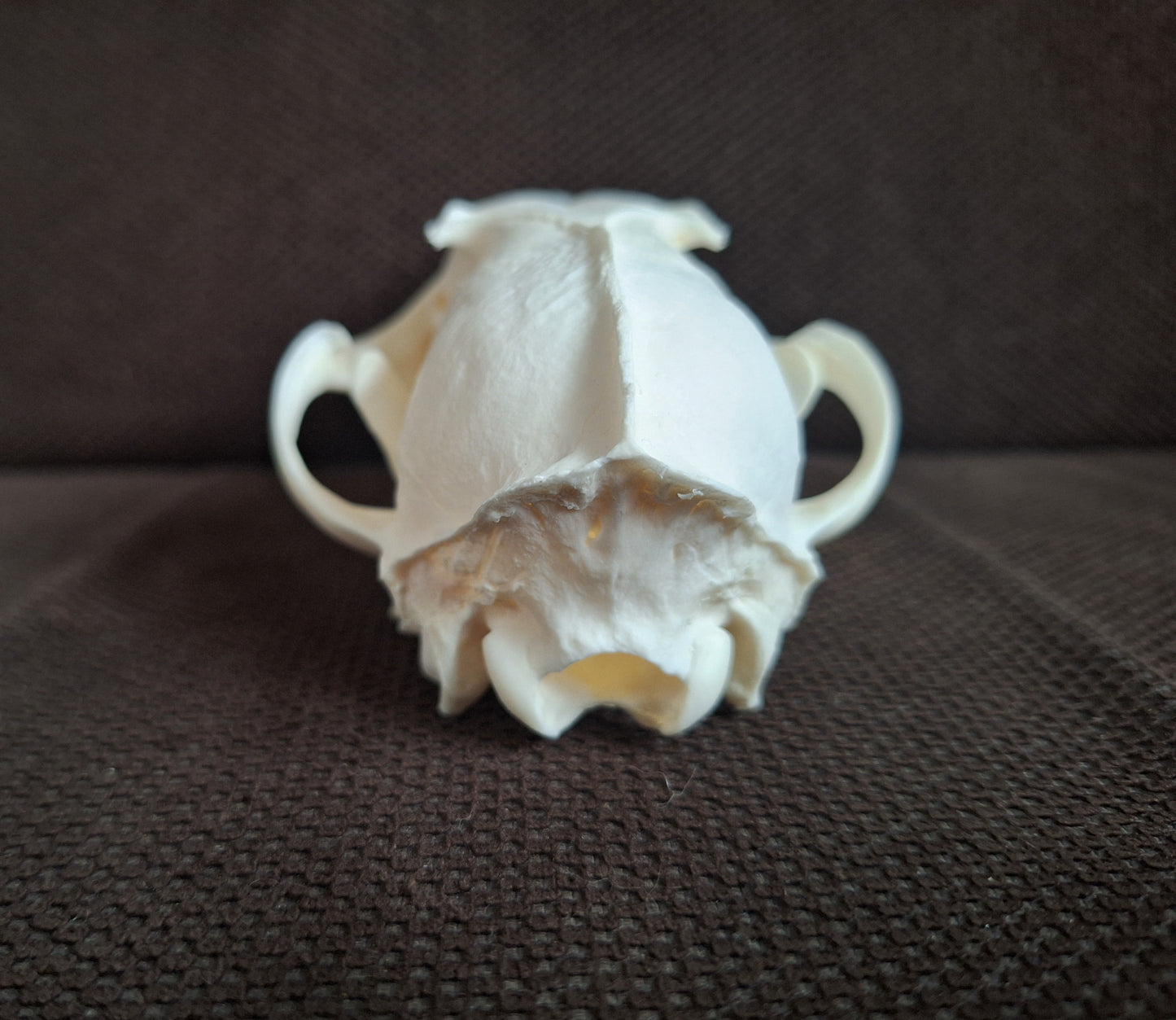 Fox skull #23