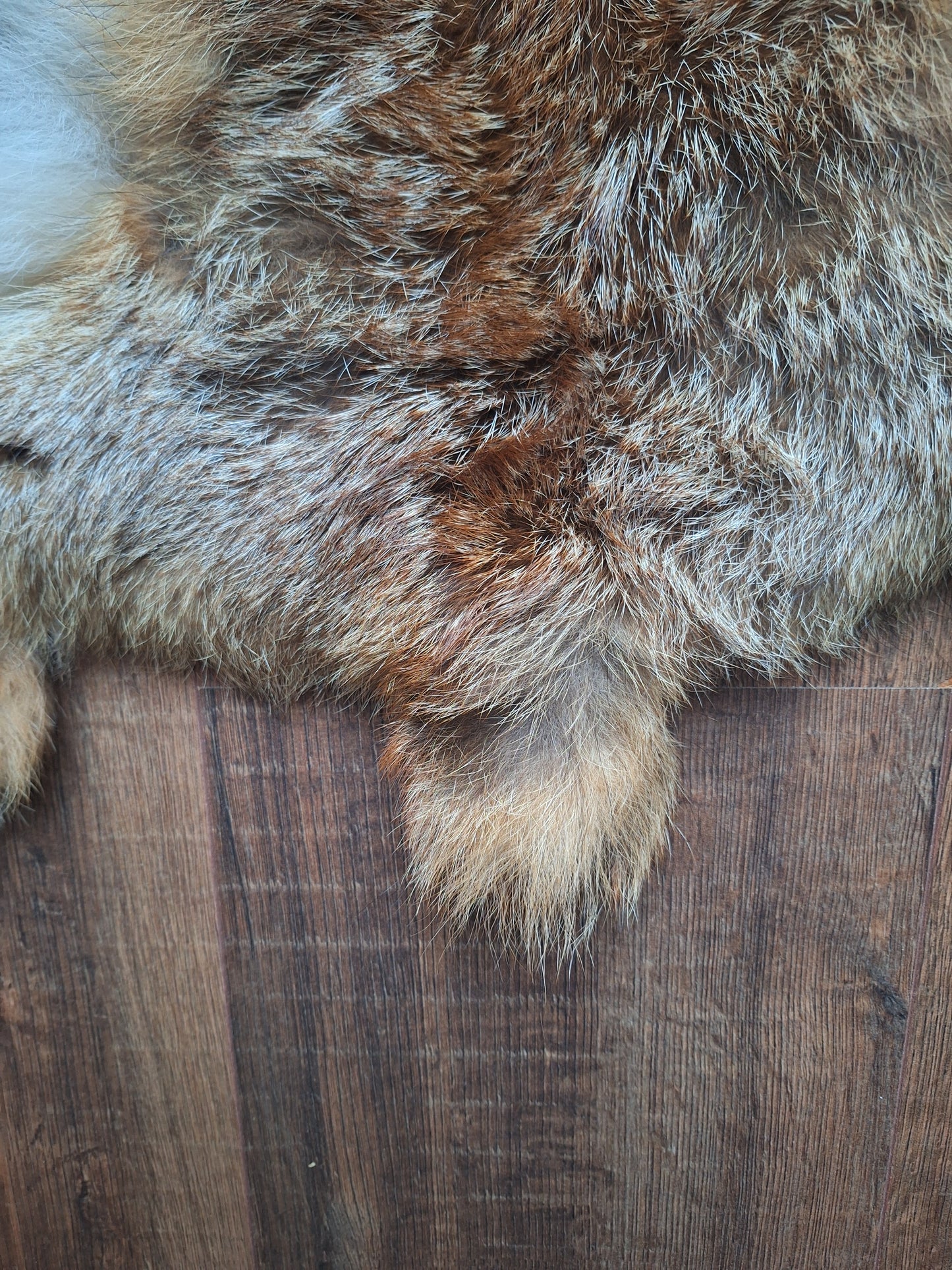 Red fox hide #32, B-quality